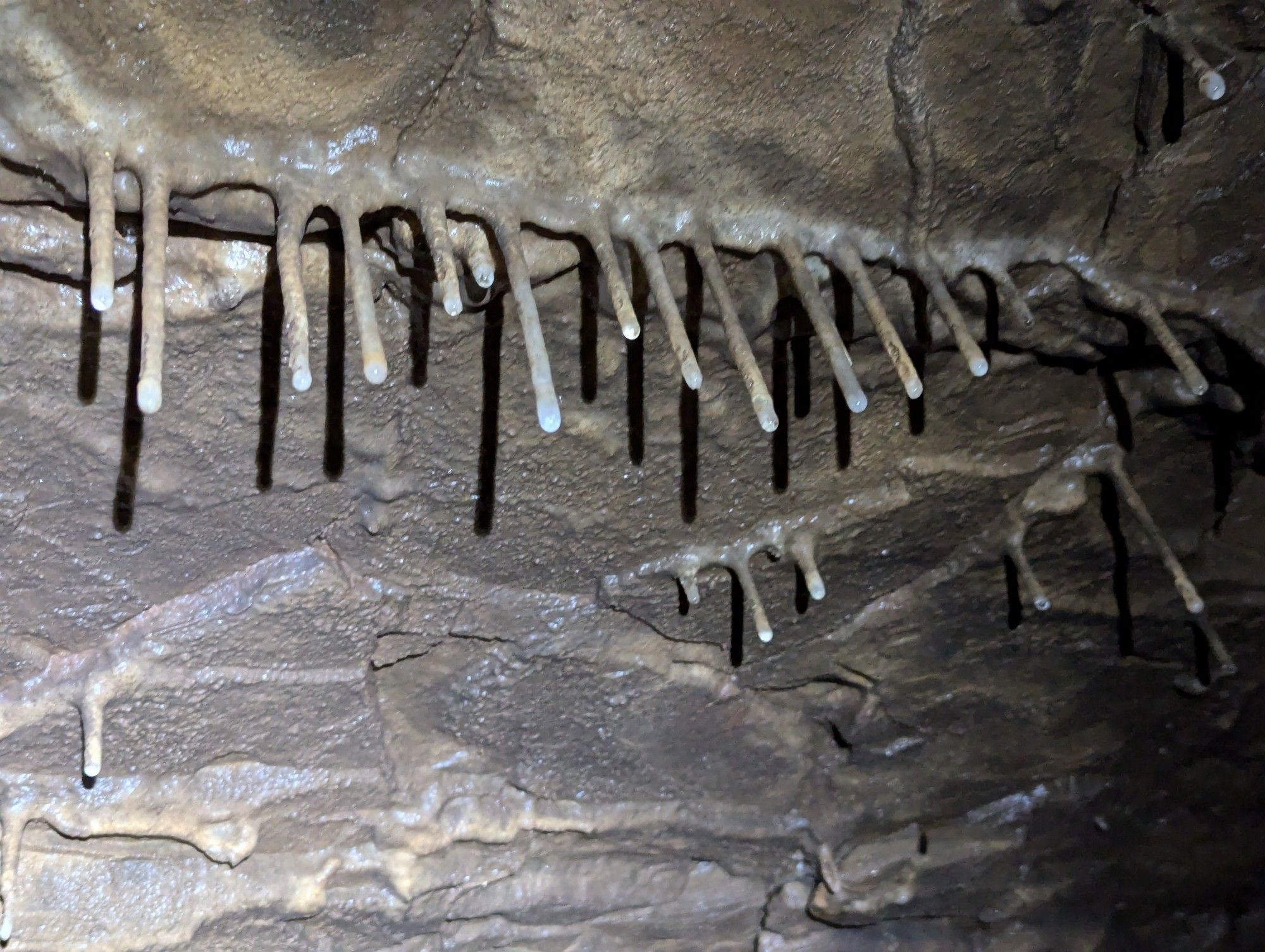 Soda straw stalactites forming along a joint in the cave ceiling.