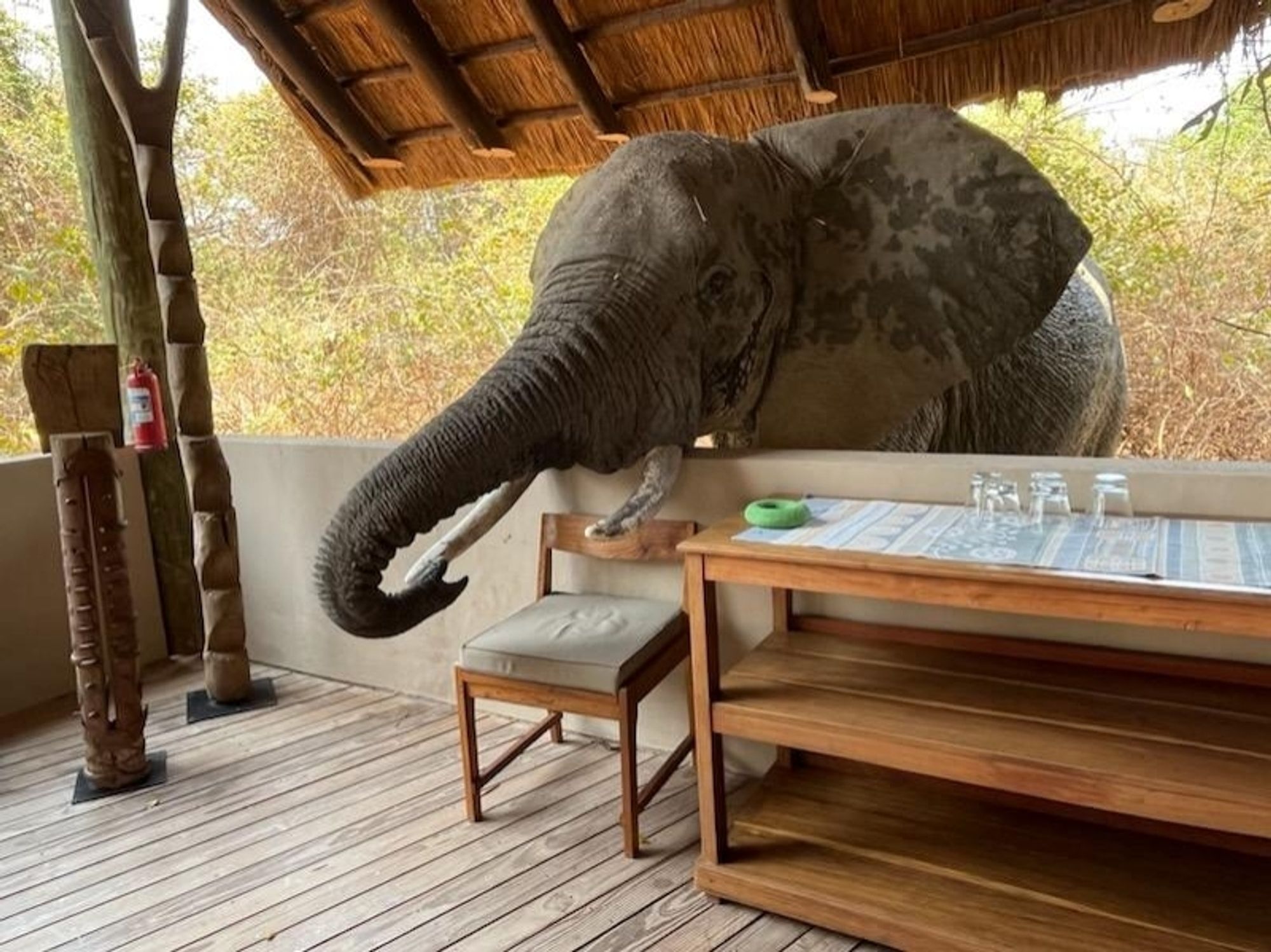 An adult African elephant reaches its trunk and tusks into covered living space with furniture.