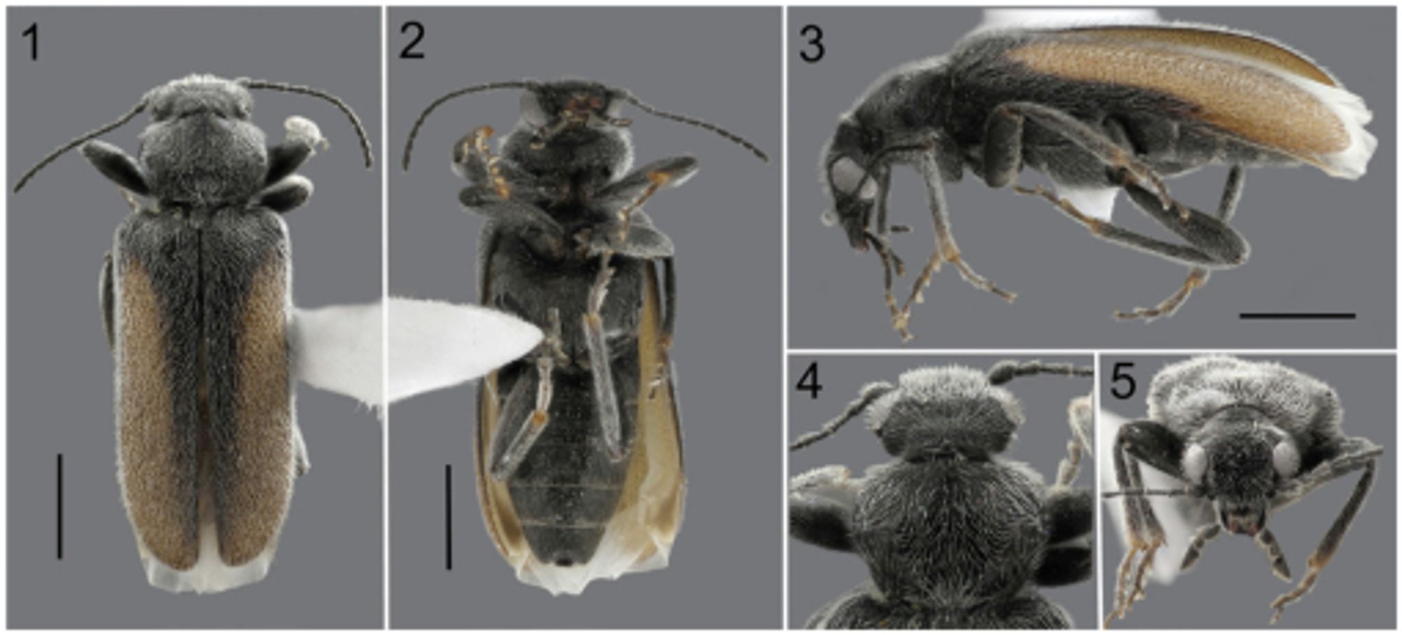 Rastrogenius ambrosiaphilus, new genus and species, holotype male. 1) Dorsal; 2) Ventral; 3) Lateral; 4) Pronotum; 5) Frontal. Scale bars = 1 mm. Image credits: Lucie Gimmel.