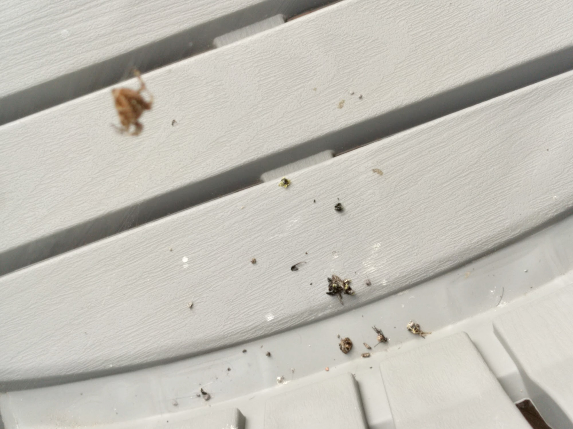 A spider in the foreground looks down at the remains of a bee which it has eaten.