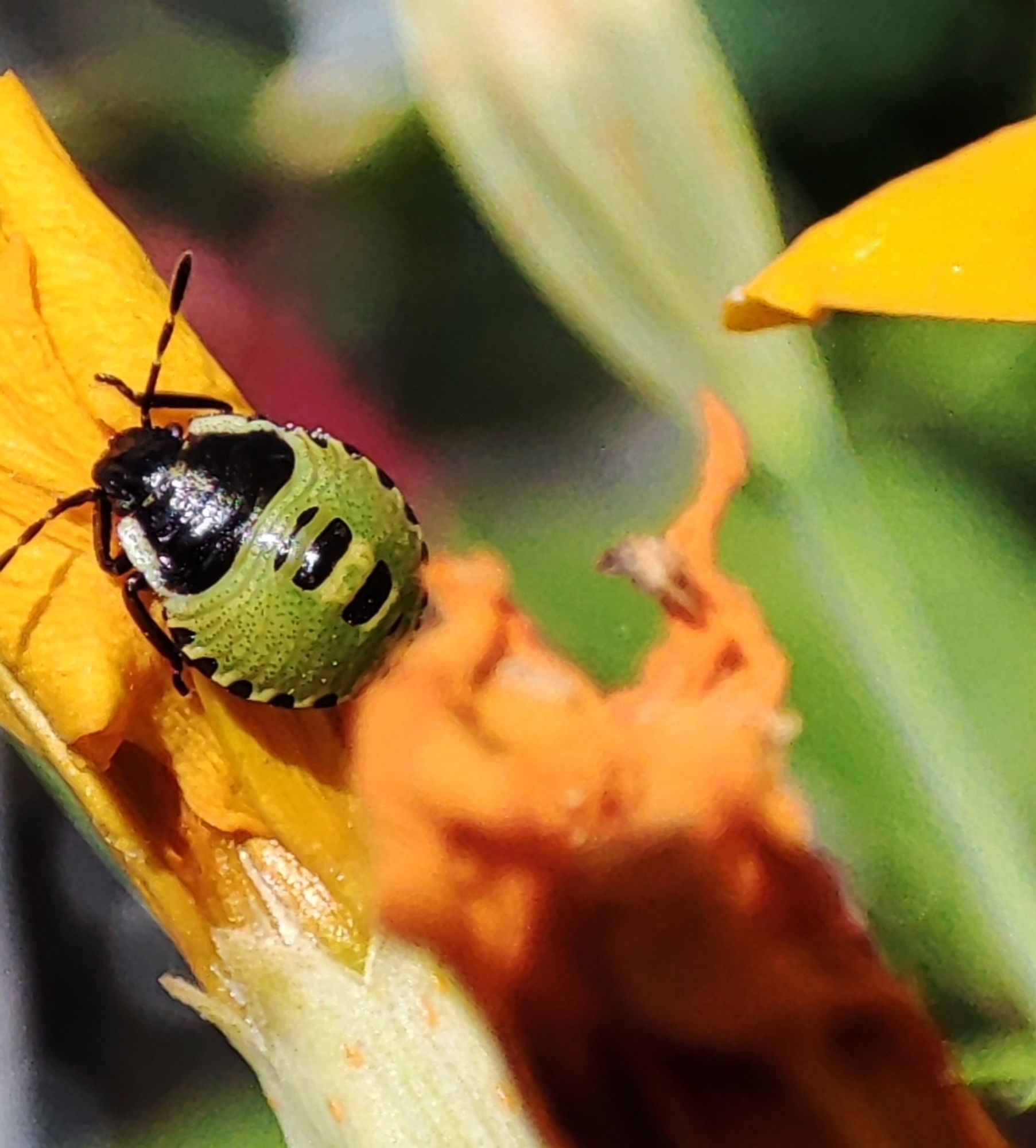 Green and black markings on this tiny baby oval shaped shield bug.