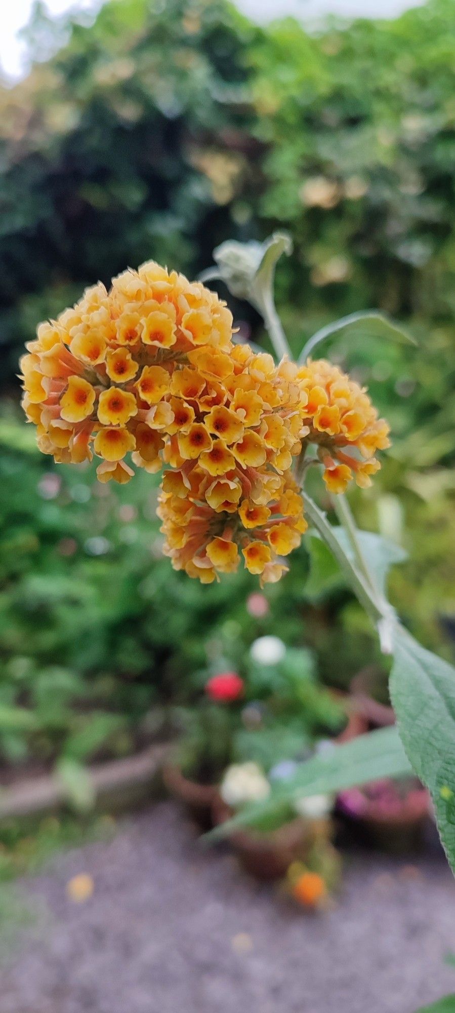 Yellow rounded flower heads on this lovely Budleigha. Bee atractor.