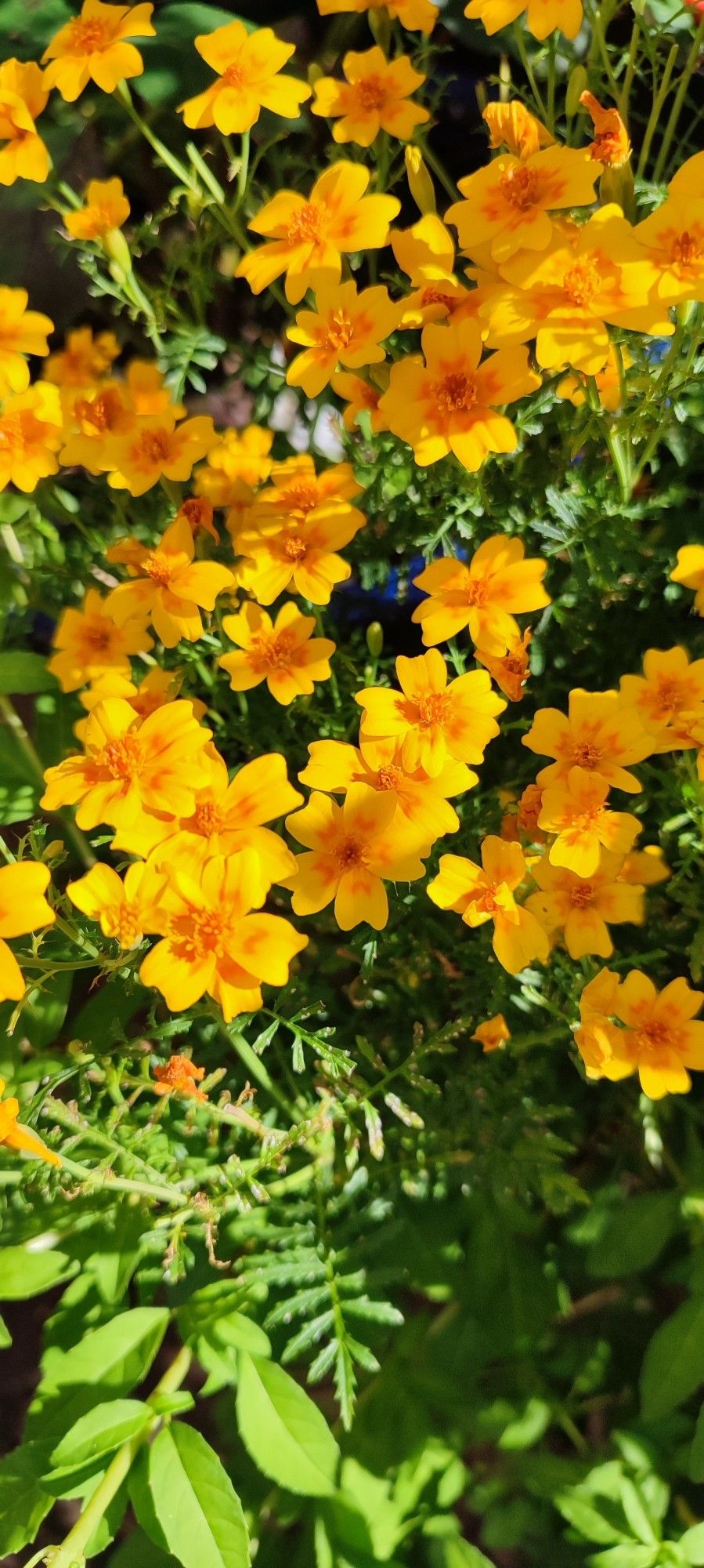 Marigold flowers. Tesco's finest in the reduced section,  89p.