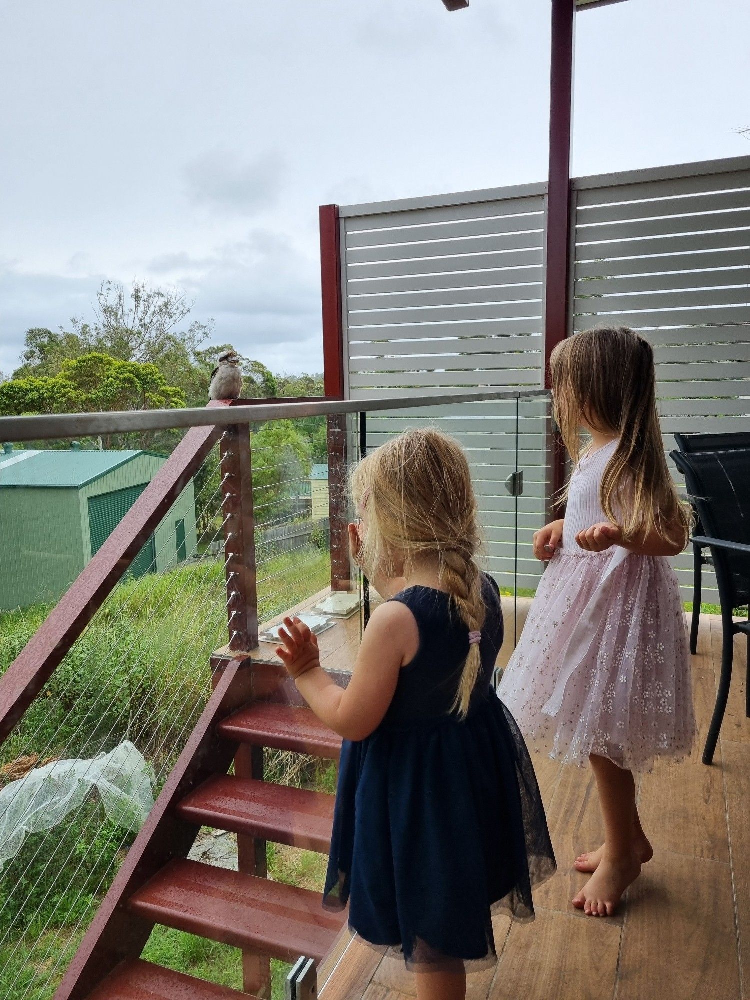 A kookaburra hanging out within a couple of meters of noisy children with zero fear