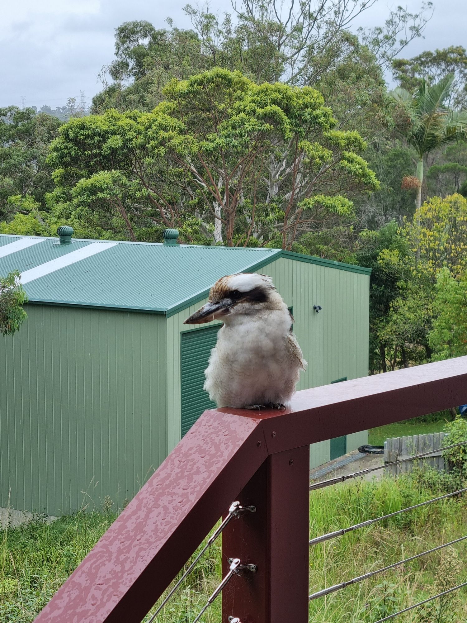 Handsome kookaburra on a deck railing