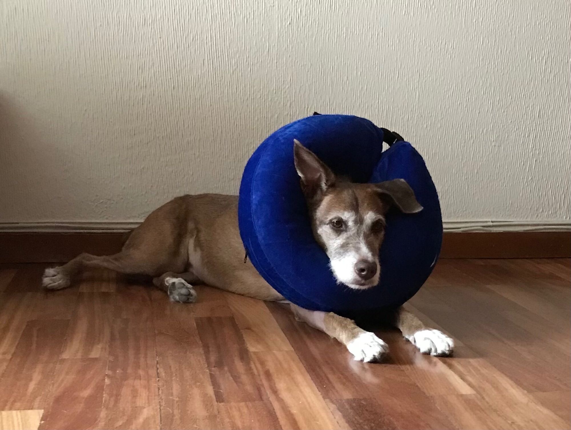 Kou, perrita mestiza marrón y blanca, con un donut azul para evitar que se lama los puntos de la cirugía, más relajada y con una oreja para arriba.