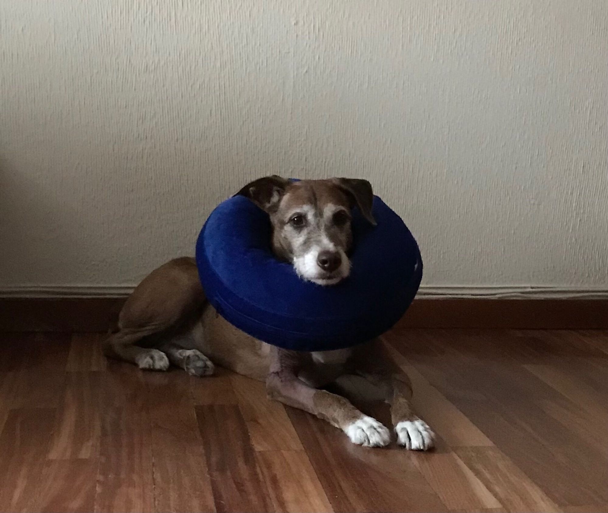 Kou, perrita mestiza marrón y blanca, con un donut azul para evitar que se lama los puntos de la cirugía.