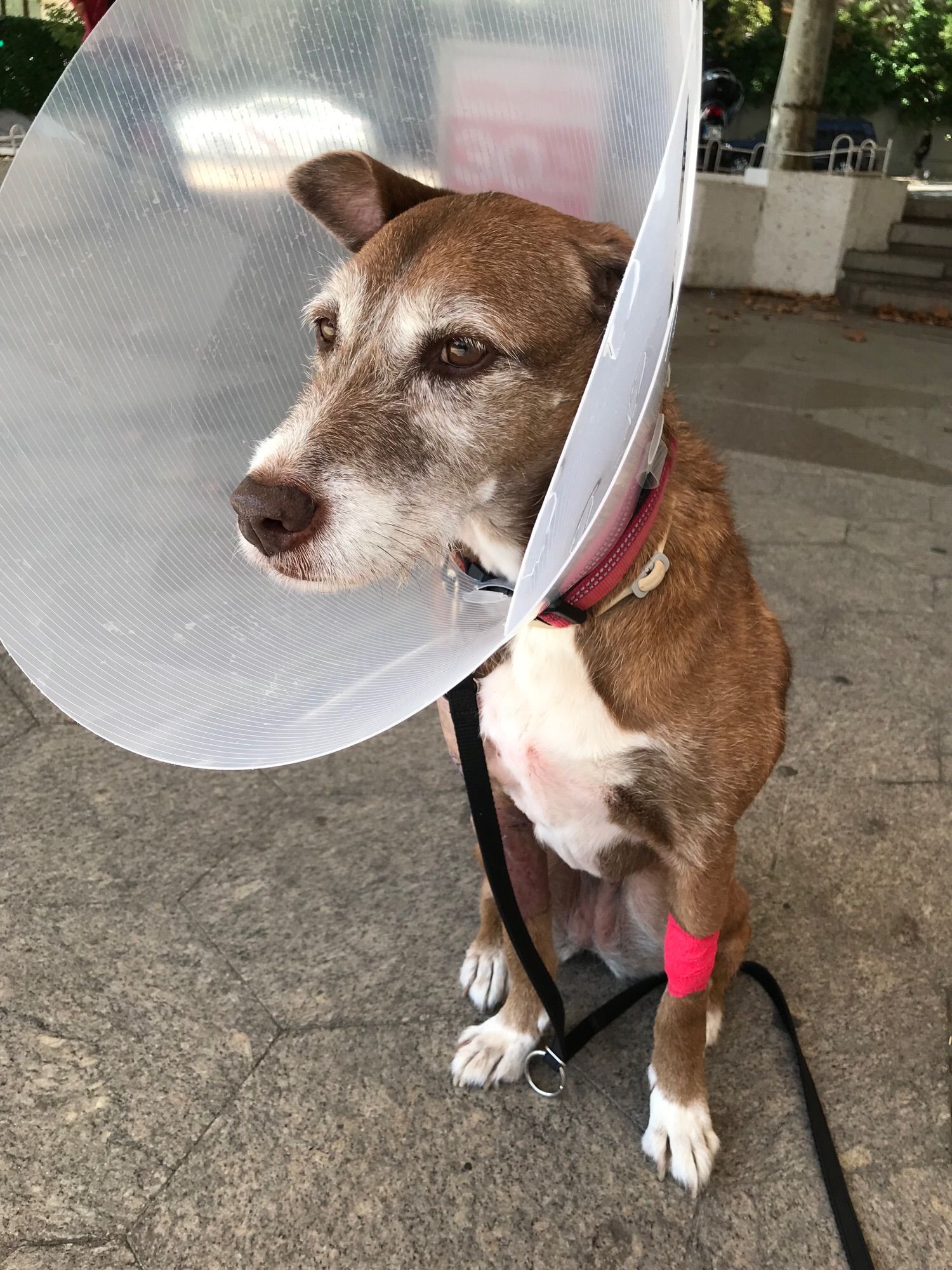 Kou sentada en la calle con un cono tras la cirugía para quitarle los mastocitomas