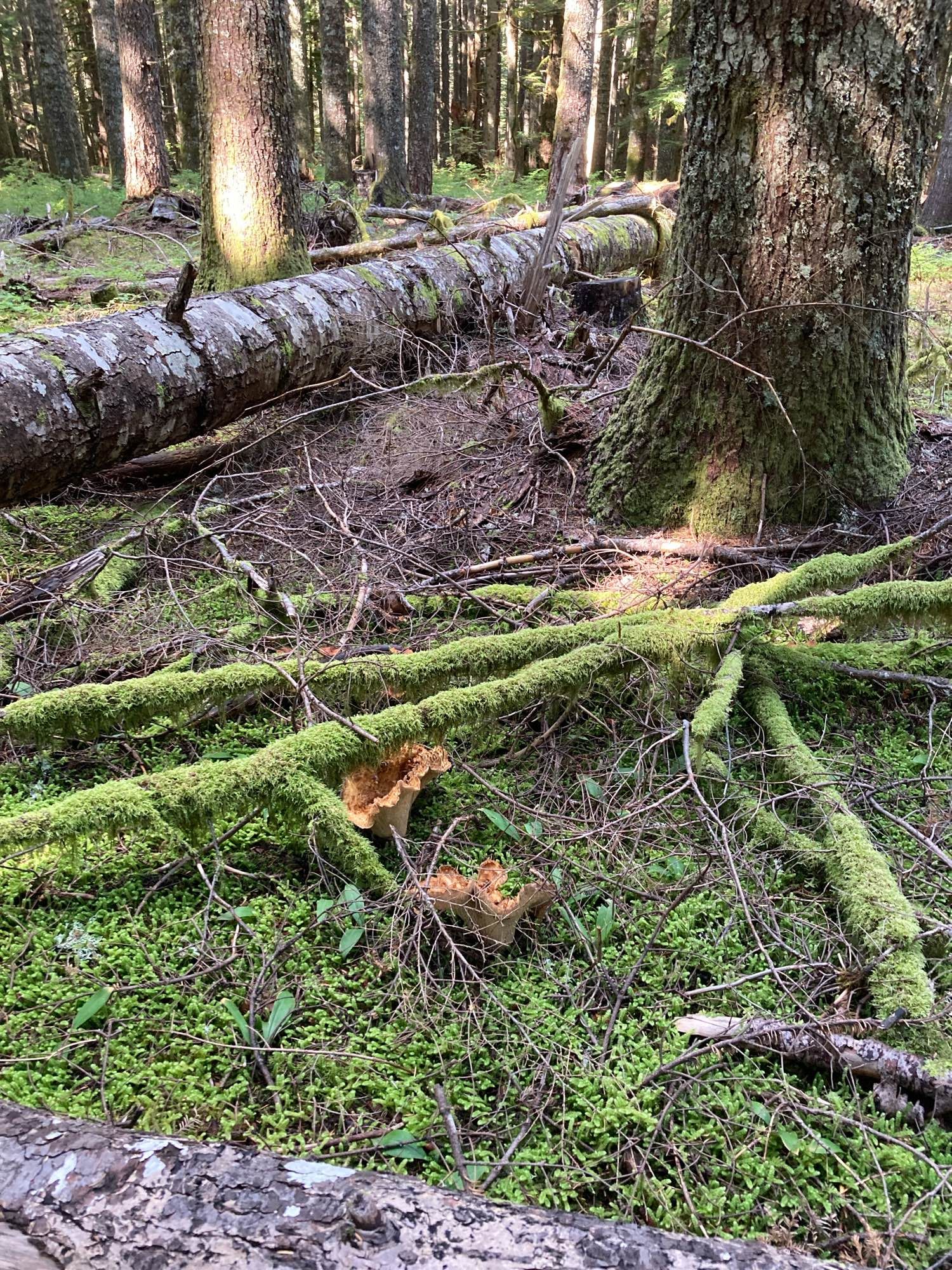 Turbinellus floccosus in the forest floor pushing up mossy sticks