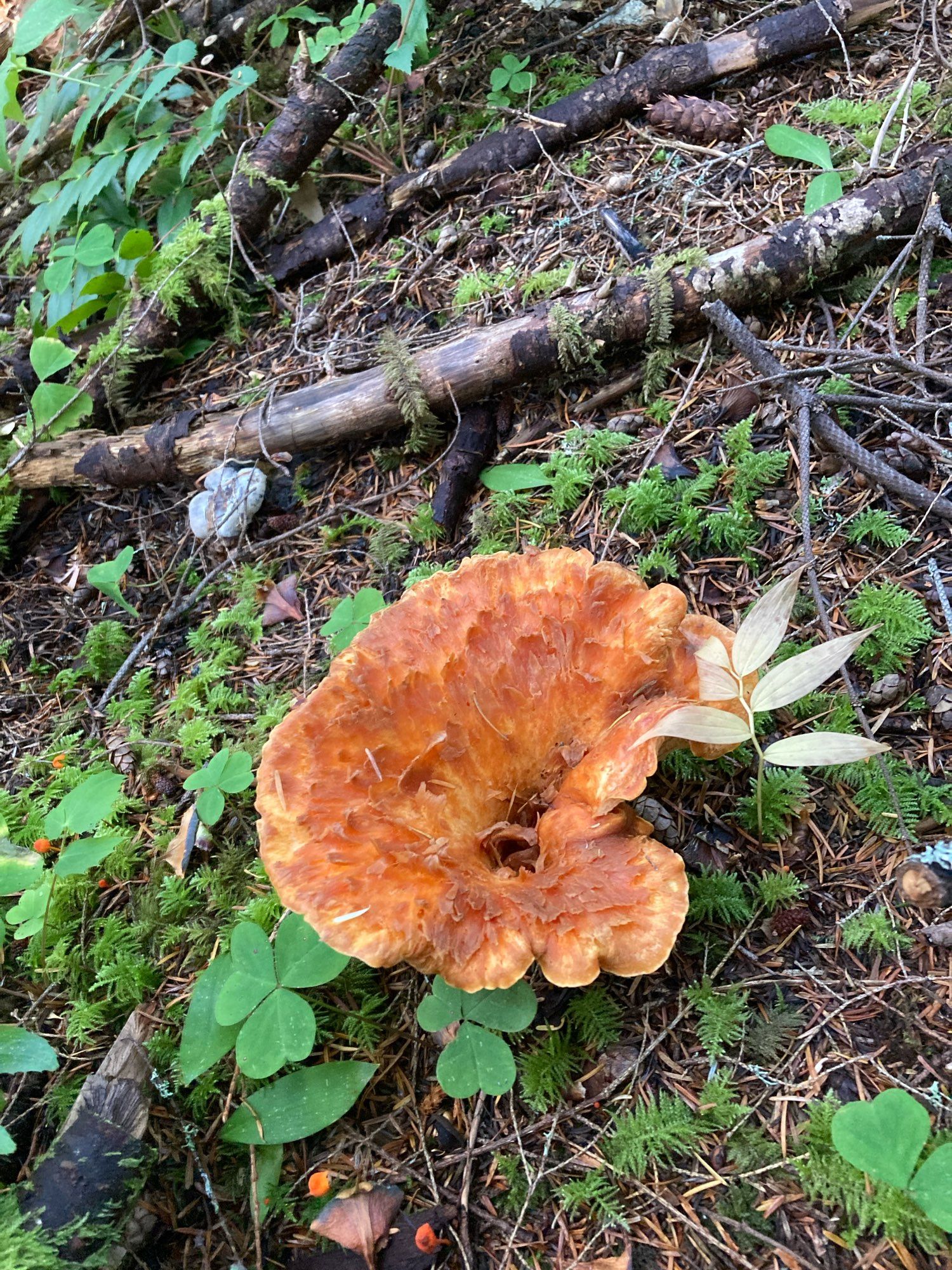 Turbinellus floccosus in the forest floor.