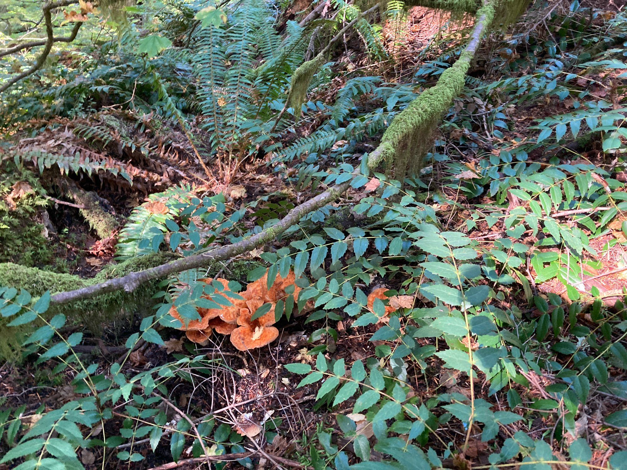 Yet more Turbinellus floccosus in the forest floor, under Oregon Grape.