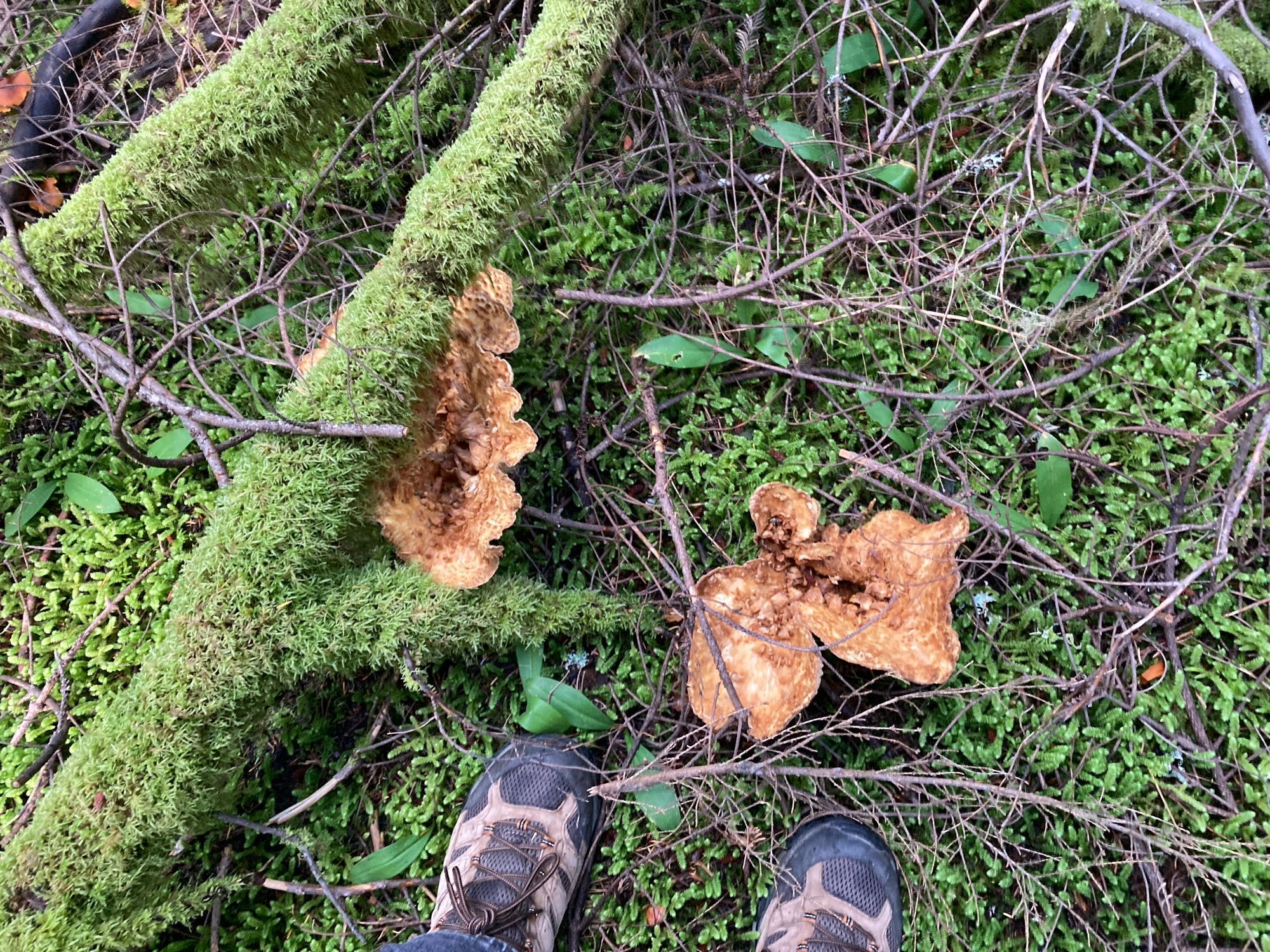 Two Turbinellus floccosus in the forest floor, with boot for scale.