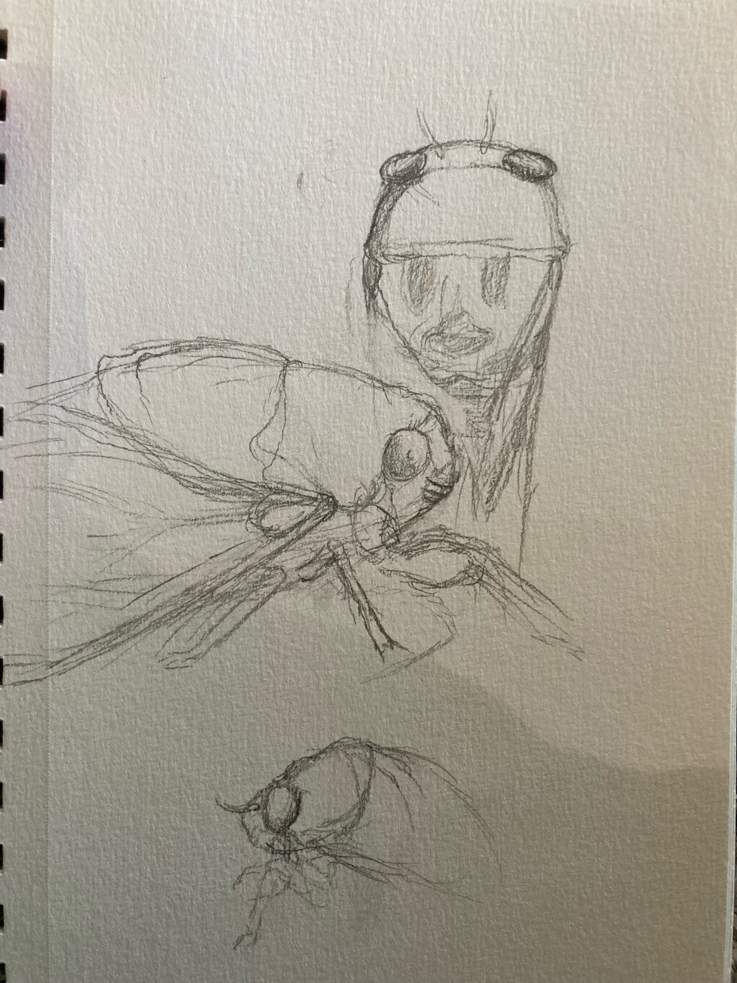 Sketches of cicadas