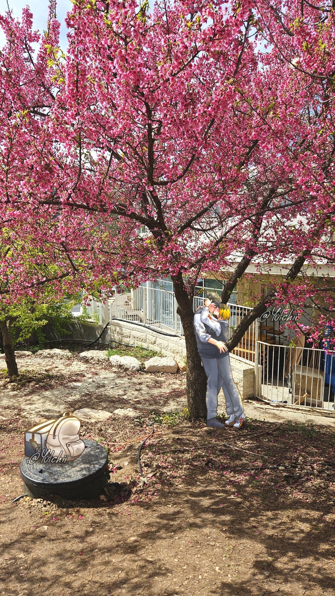 kiss under cherry blossom