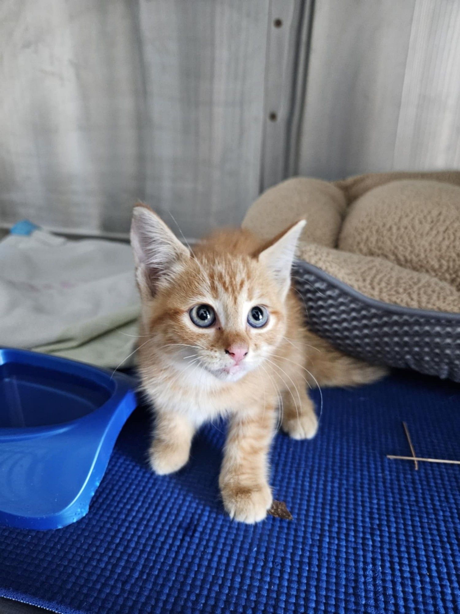 A cautious little orange kitten