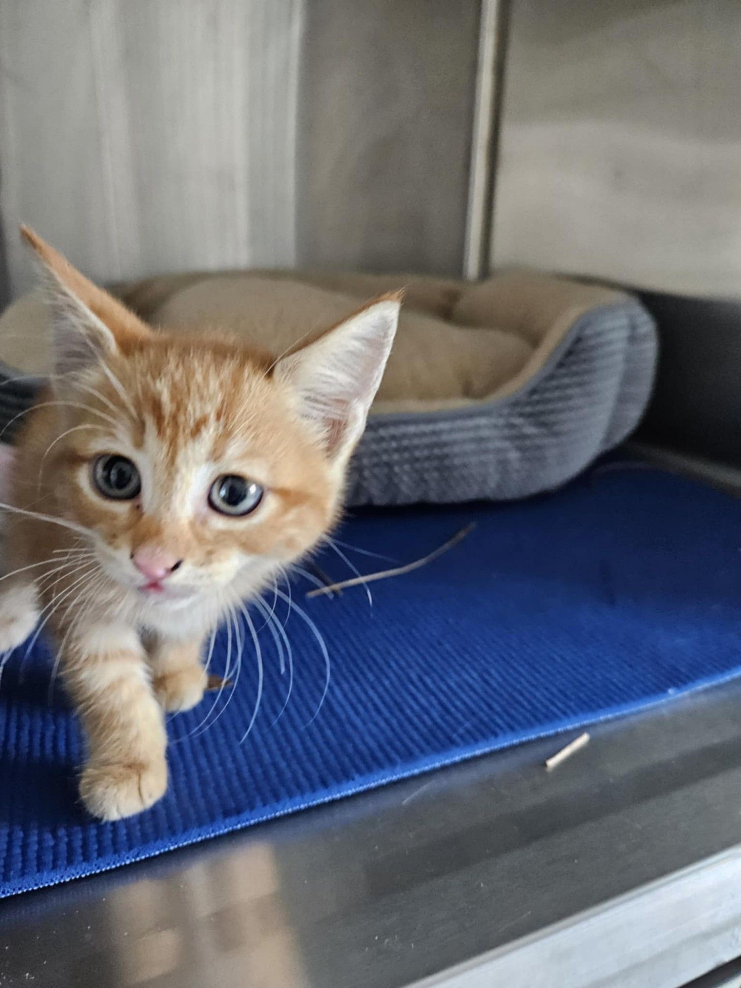 A concerned little orange kitten