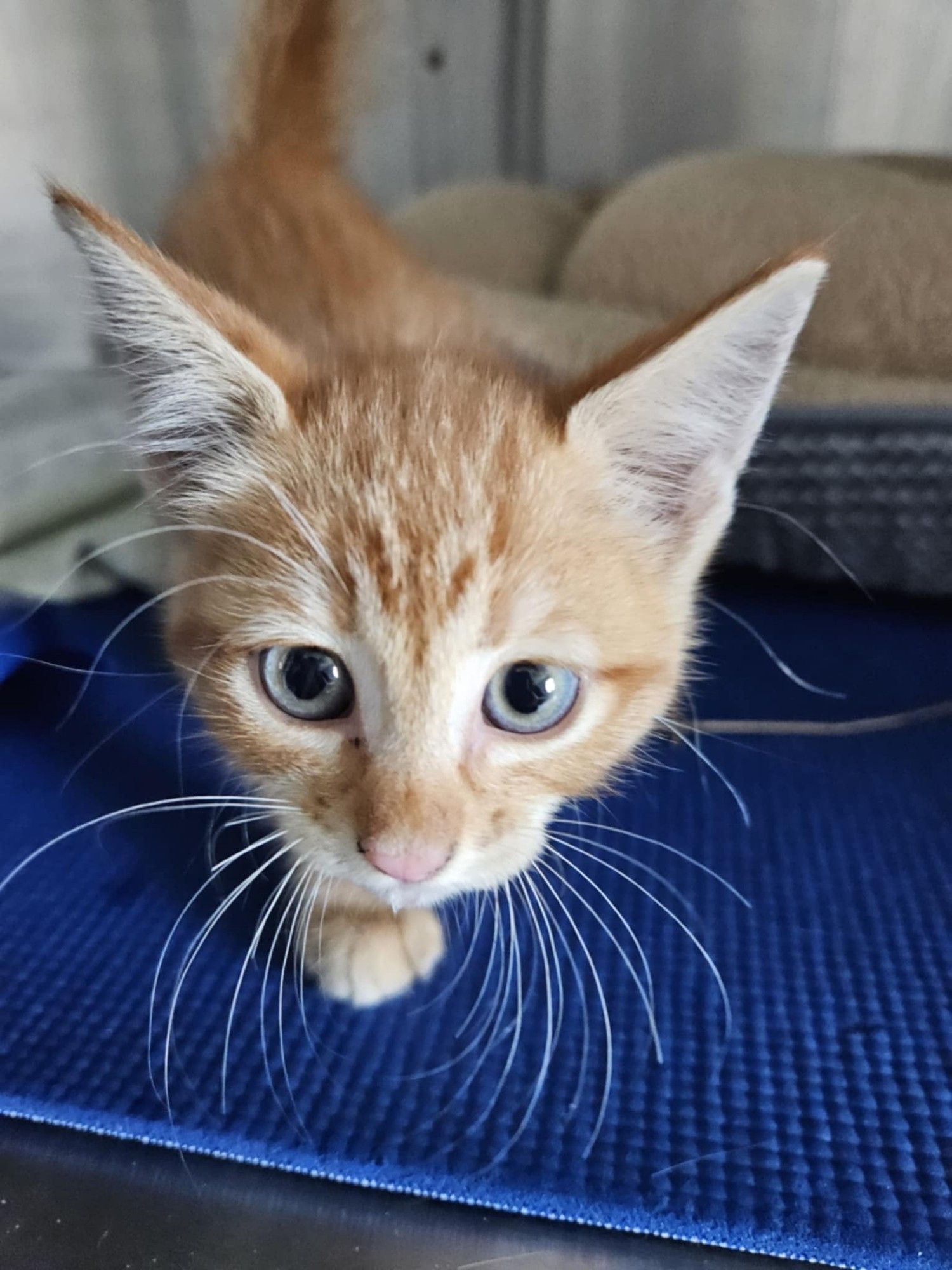 A curious little orange kitten