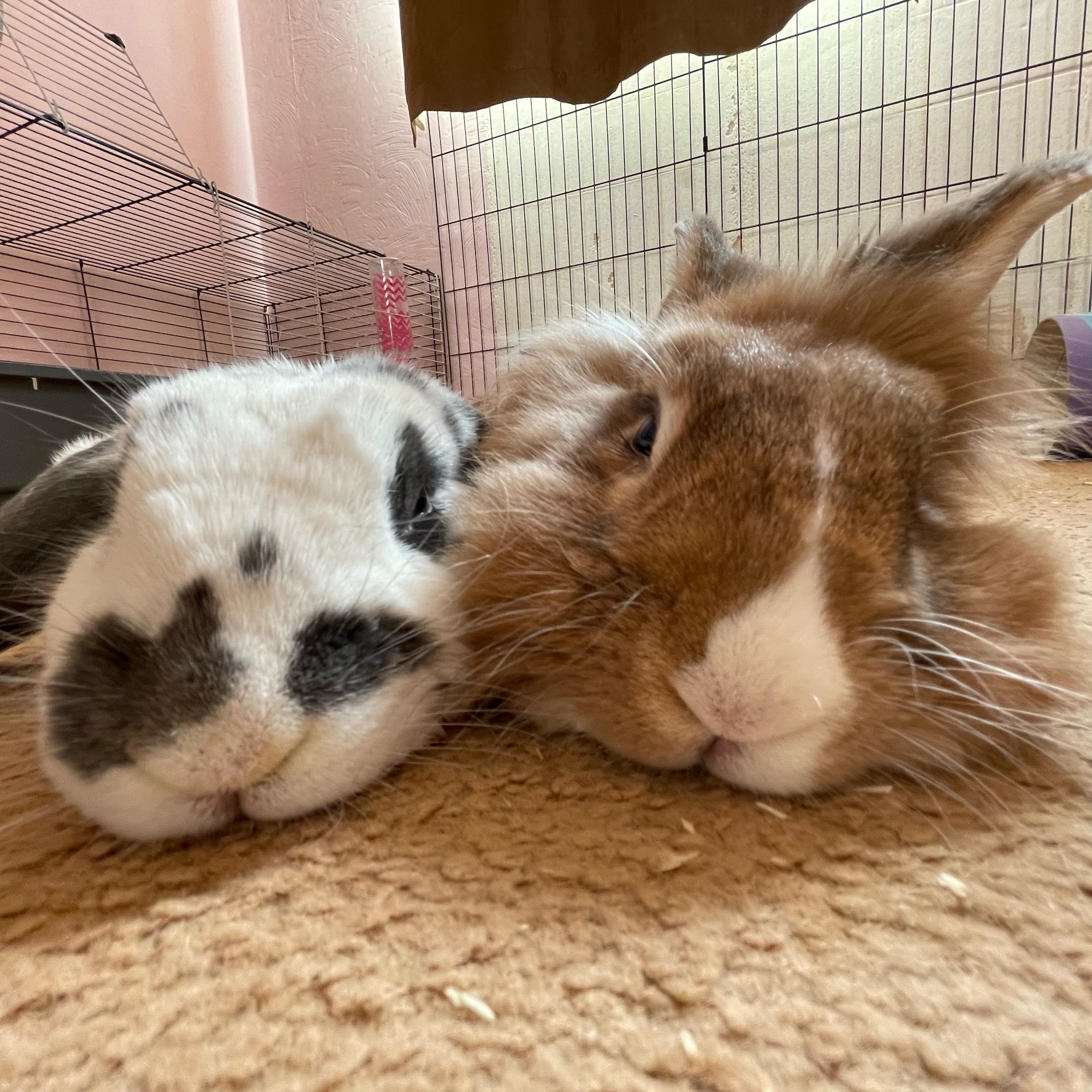 Headshots of two rabbits, stretched out and relaxing on the floor. 