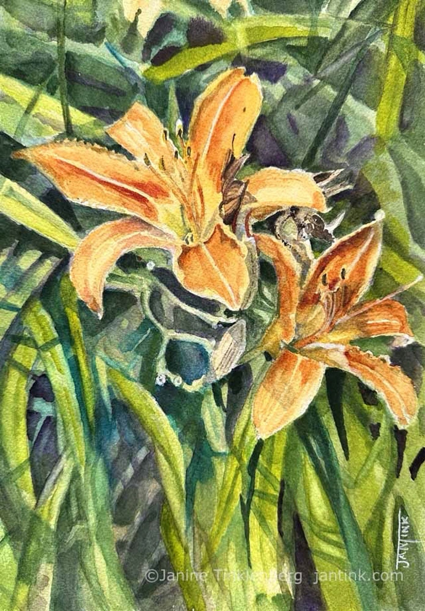 Watercolor painting of orange daylilllies.