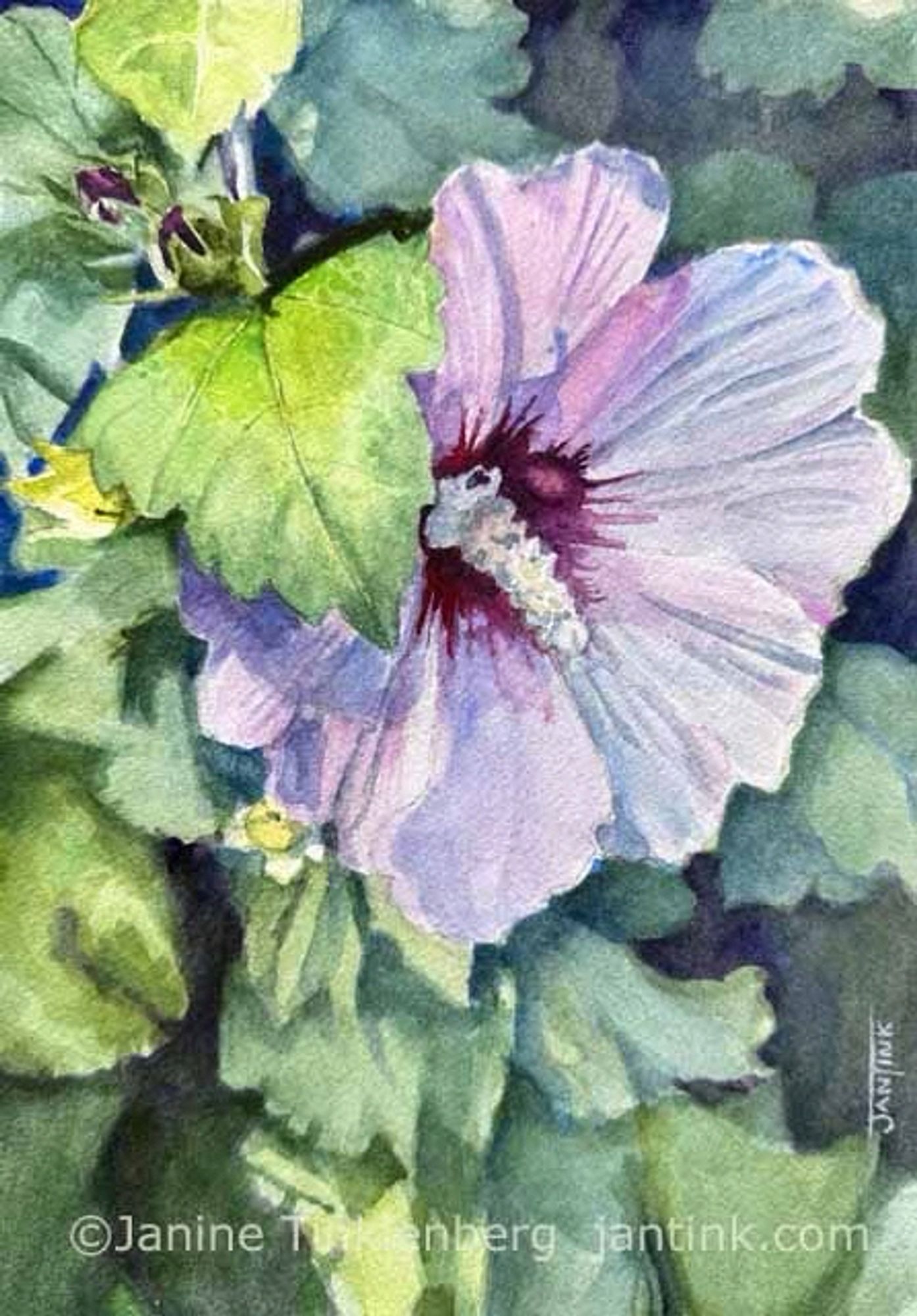 A watercolor painting of a pink Rose of Sharon flower.