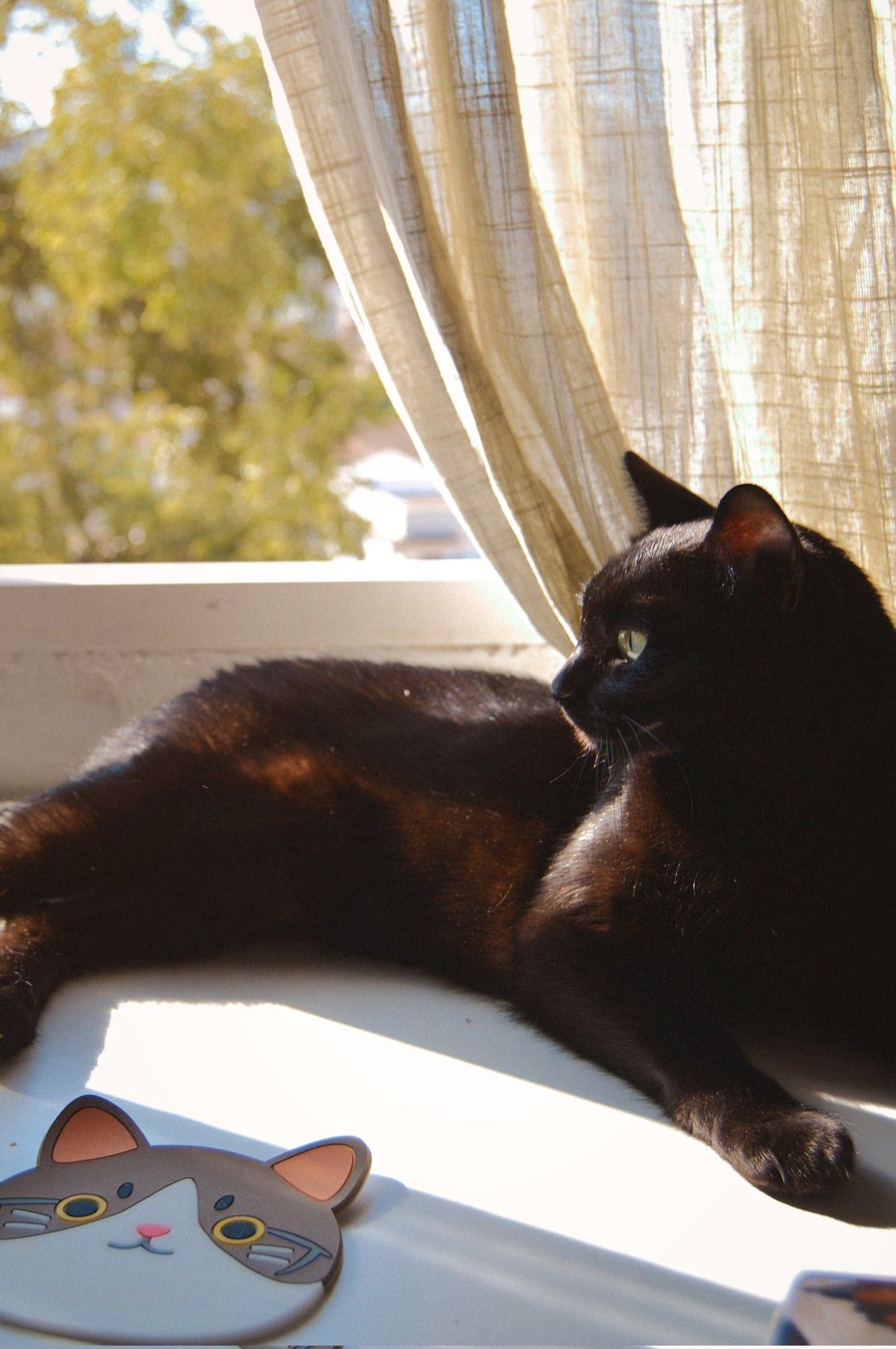 Gatita tumbada sobre una mesa junto a la ventana, desde la que se ve un árbol; la gatita es negra con los ojos amarillos.