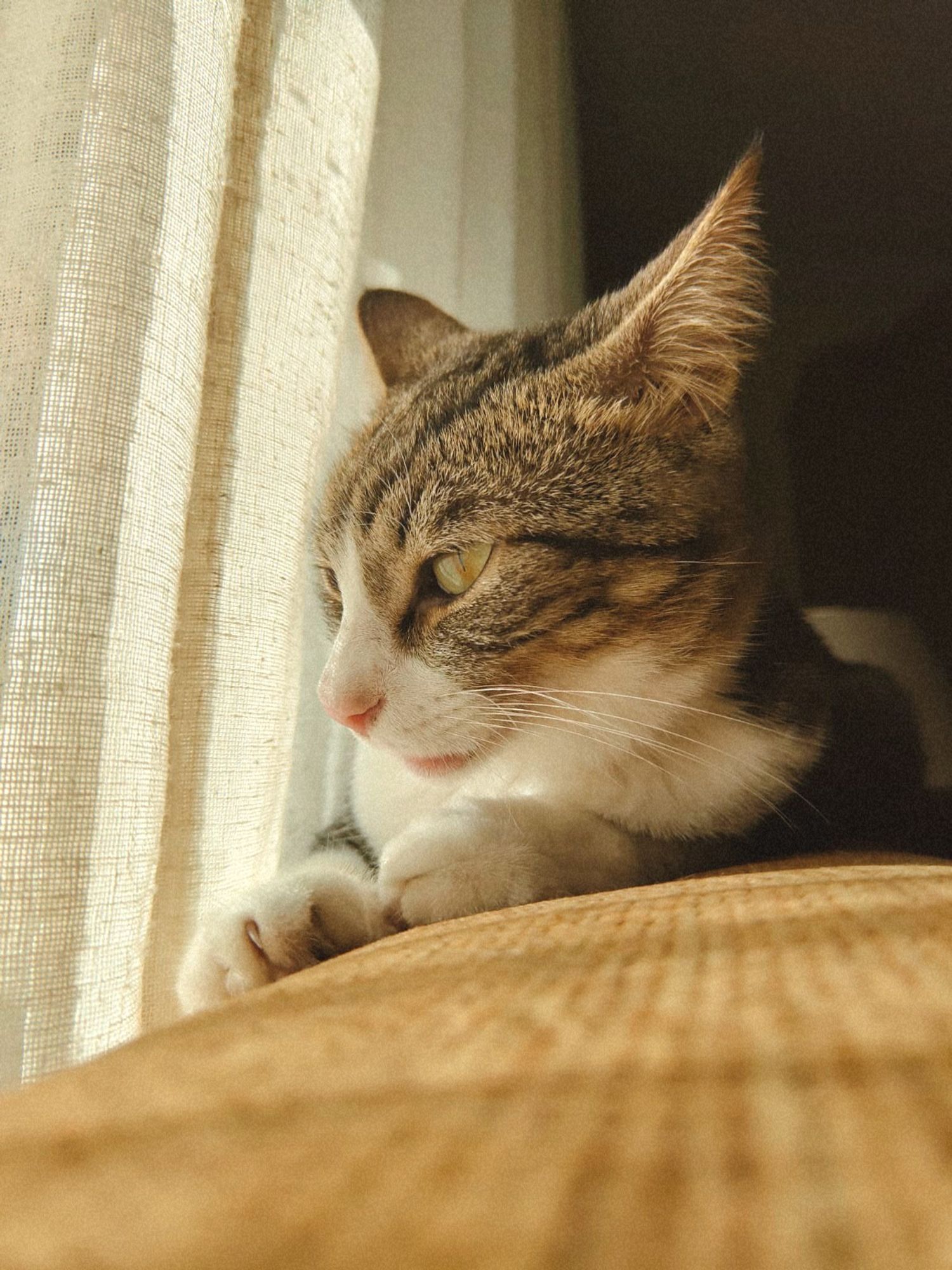 Gatito superrelajado, tumbado en el sofá y mirando por la ventana, es una mezcla entre blanco y pardo y tiene los ojos verdes y la naricilla rosita.