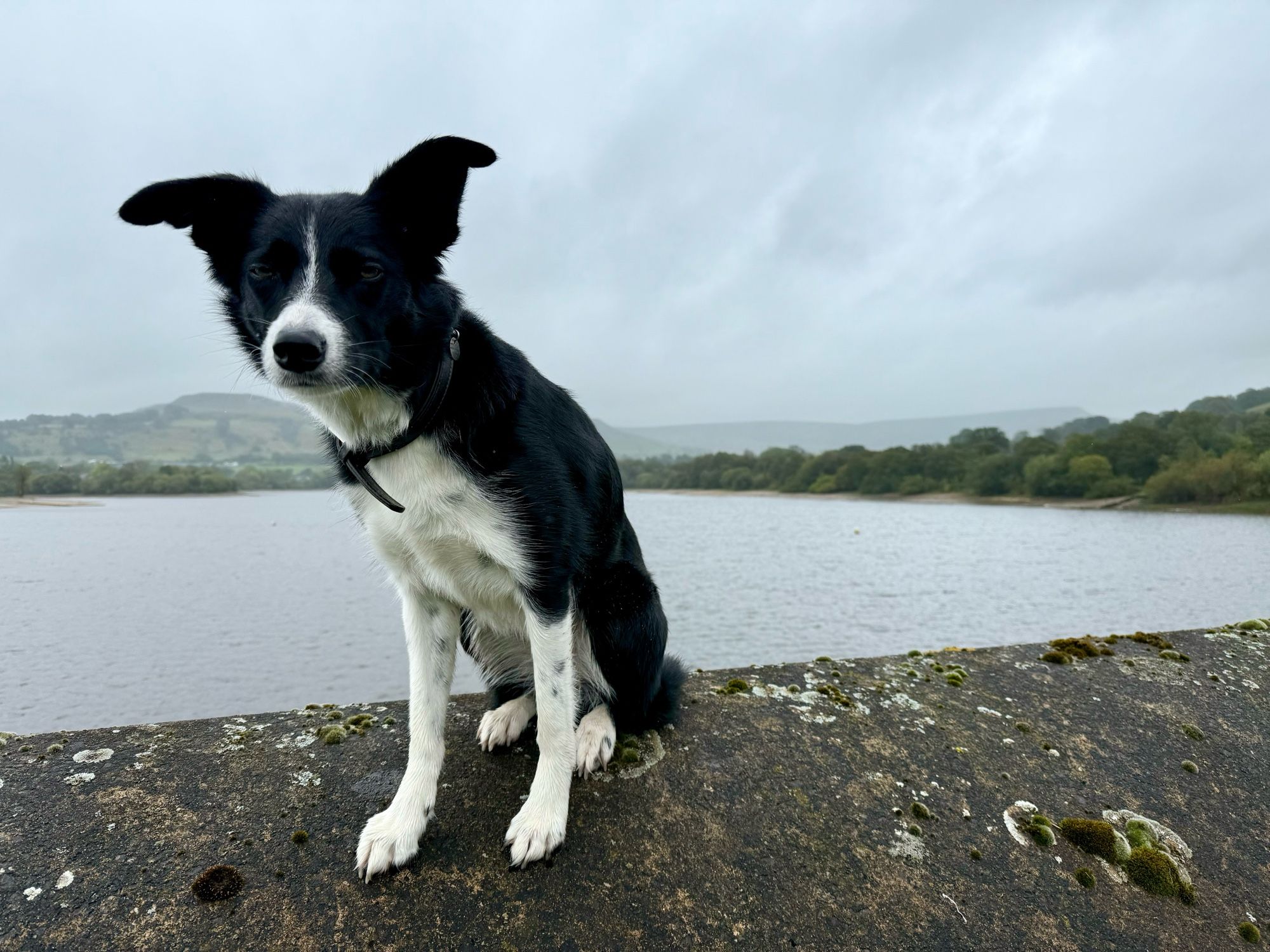 A small black and white collie sat on a wall squinting her eyes in the wind and rain.