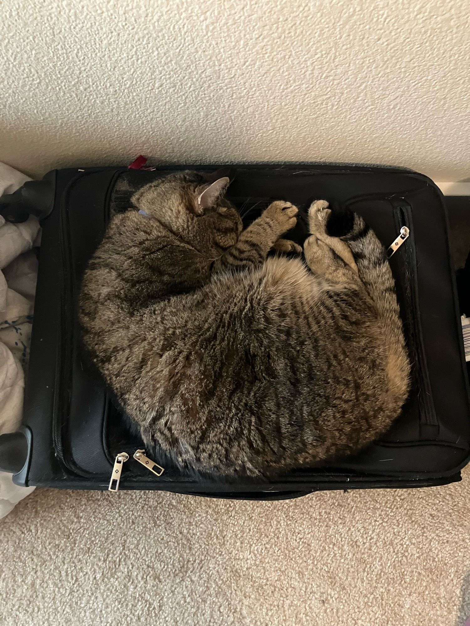 A brown tabby cat curled up on a black suitcase