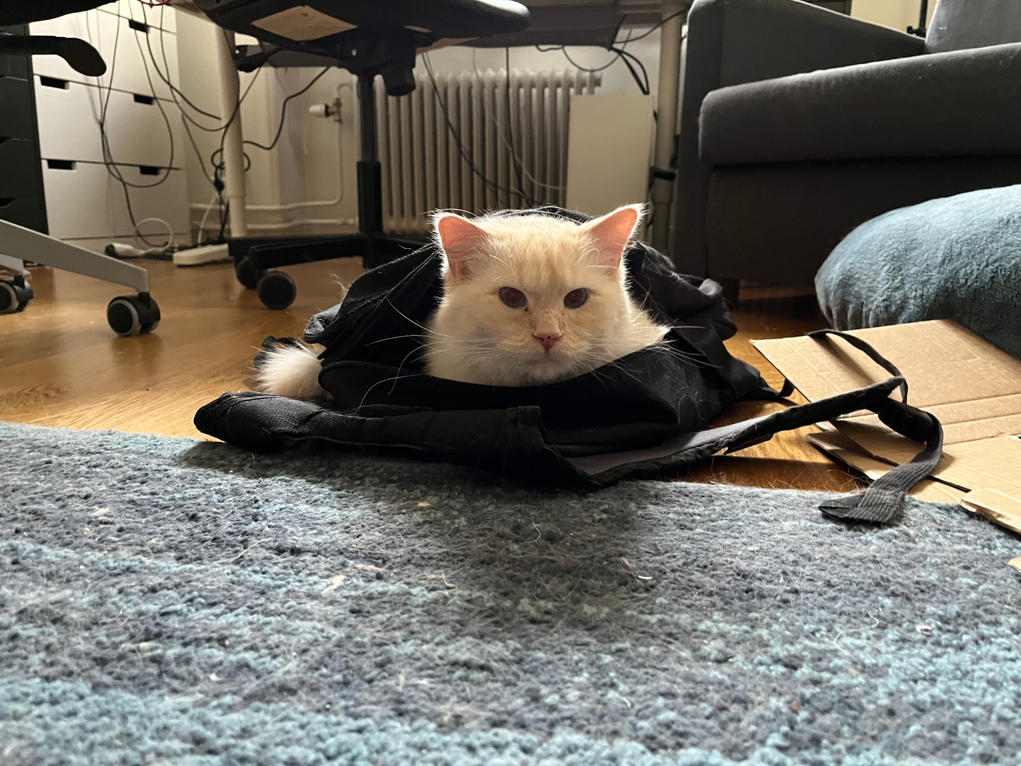 salad the cat sitting inside a backpack like a snail