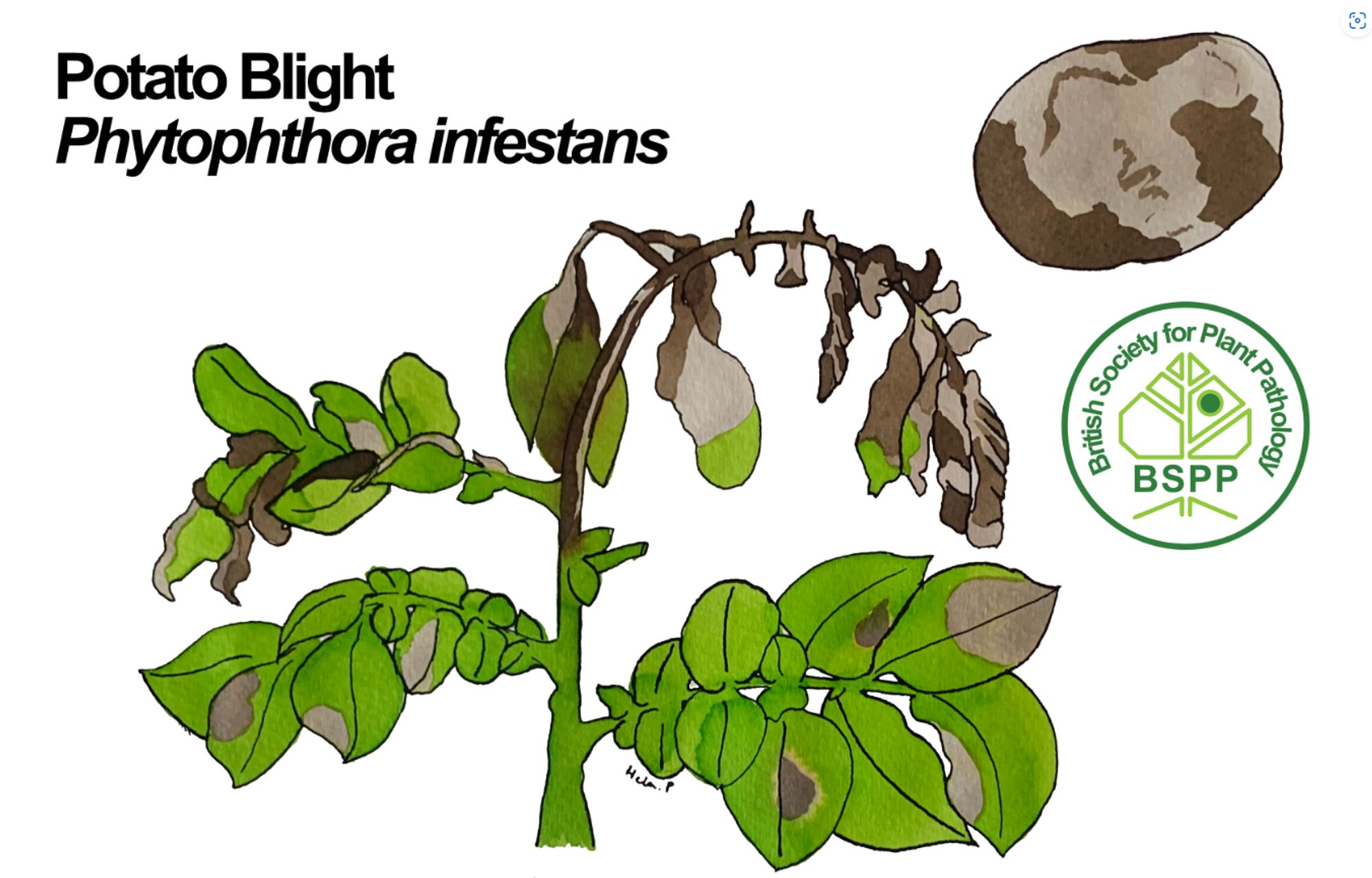 The painting shows a potato stem infected with potato blight. The plant  has four compound leaves. There are lesions present on the lower leaves, whereas the upper leaves have wilted and dried up. A potato is visible in the top-right corner, with dark brown lesions present.