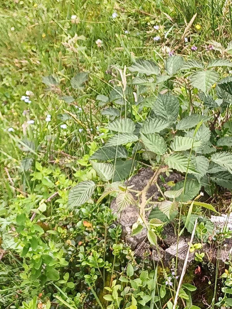 Zootoca vivipara is somewhere in this image, but the main thing you see is a stump covered in briars.