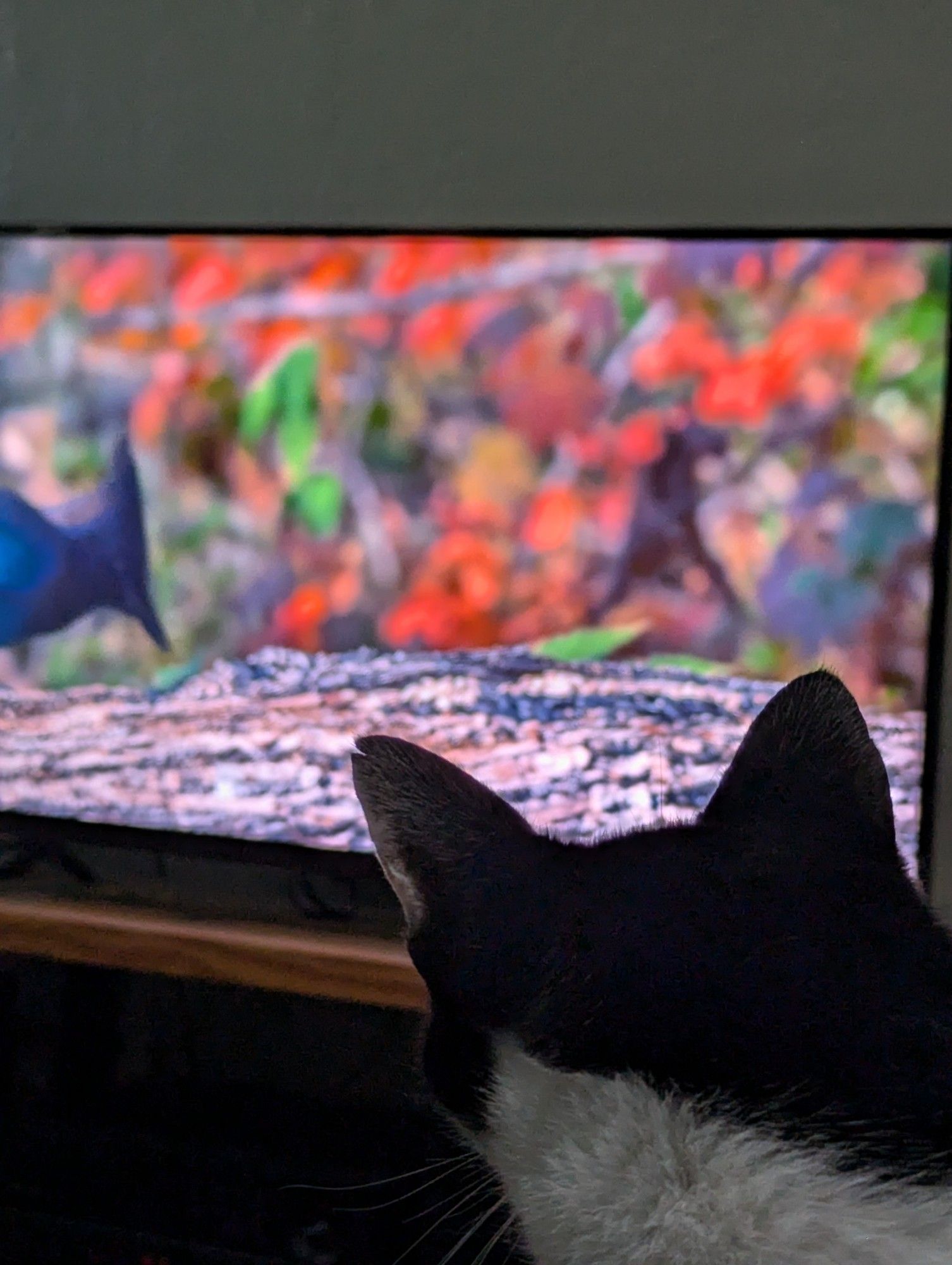 A reverse-angle shot of a tuxedo cat staring at a display showing a stellar's jay eating seeds on a log.