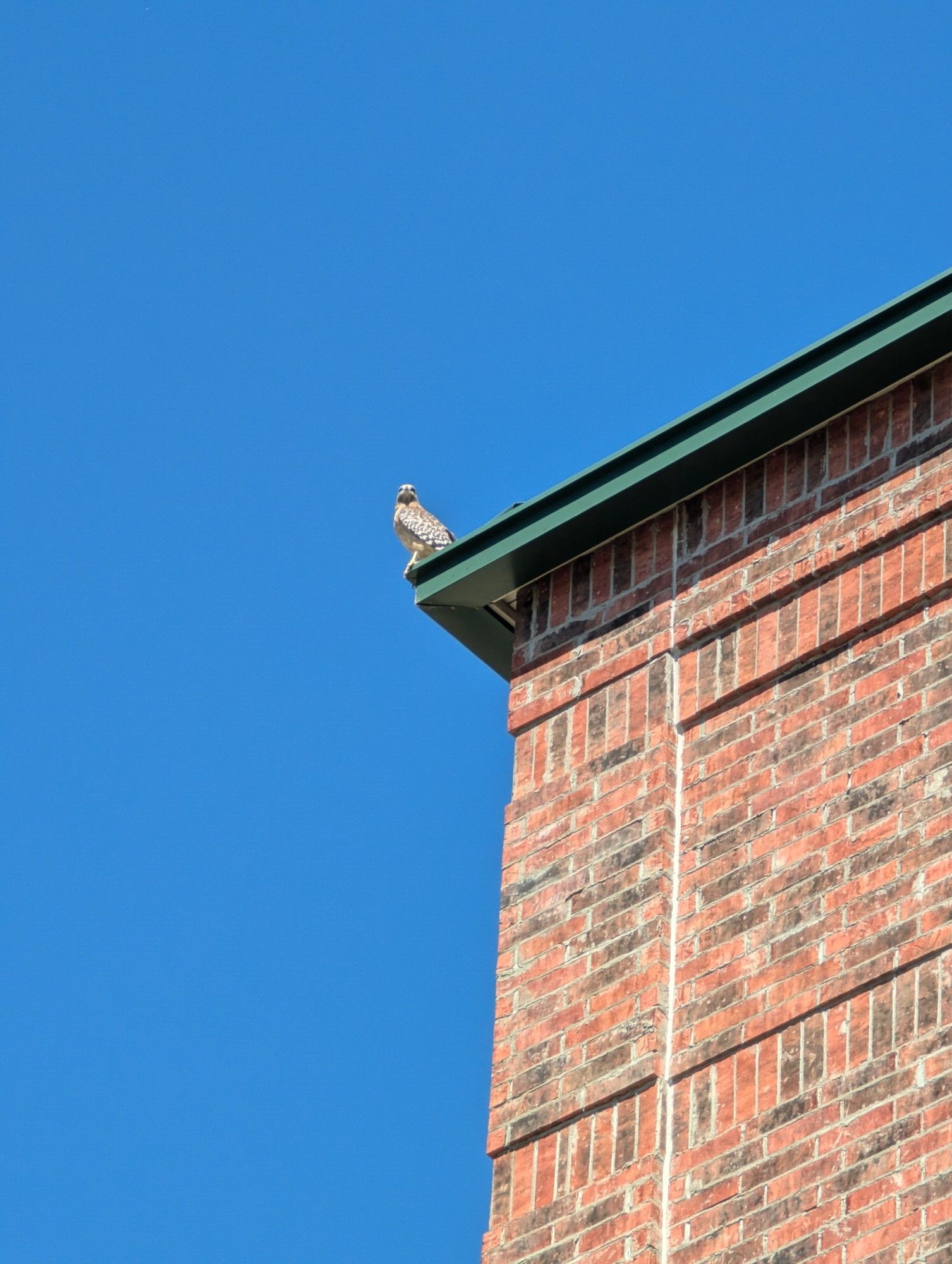 A raptor with spotted wings sitting on top of a brick building.