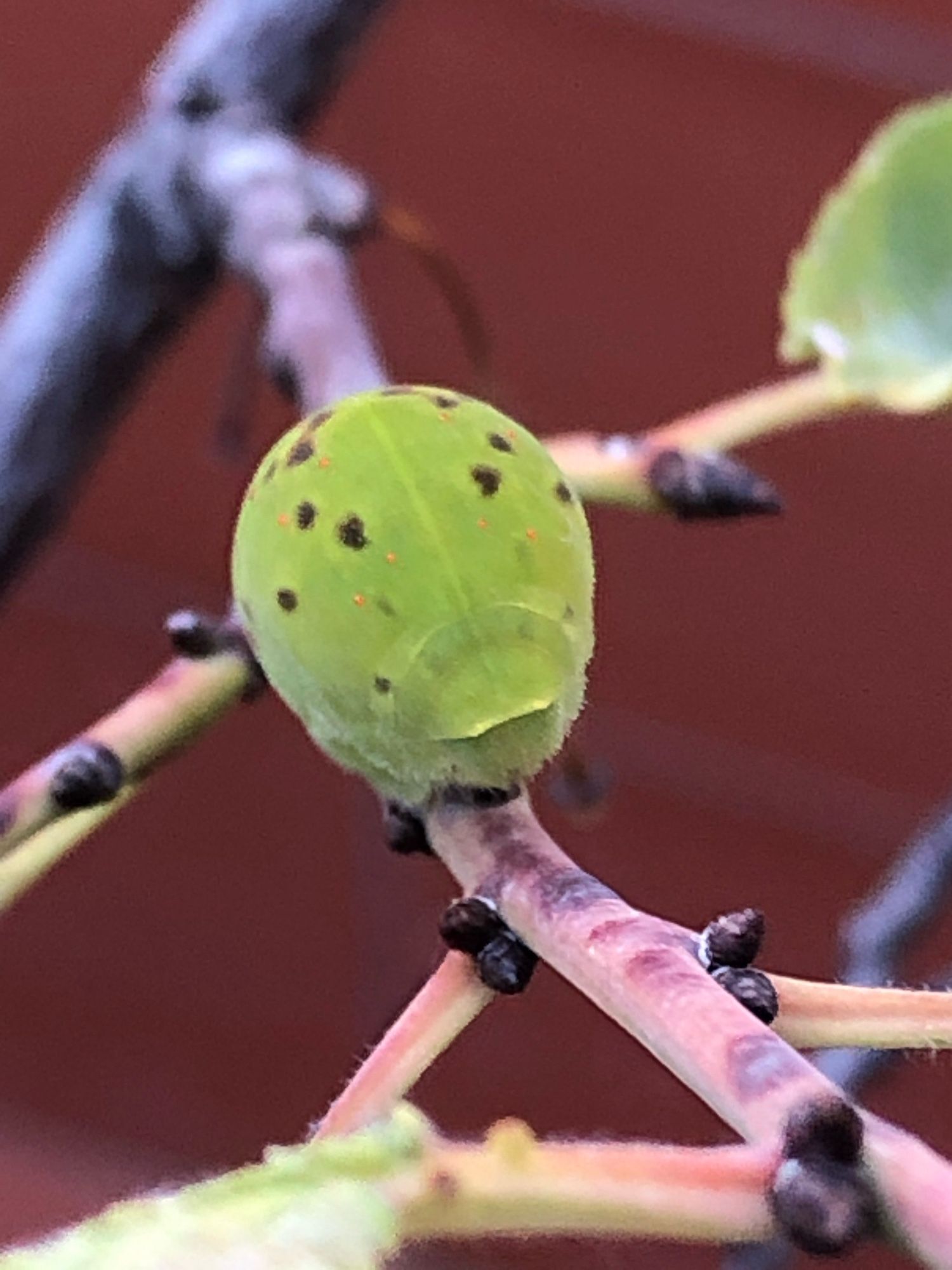 The face of a very plump green caterpillar on a pinkish twig.