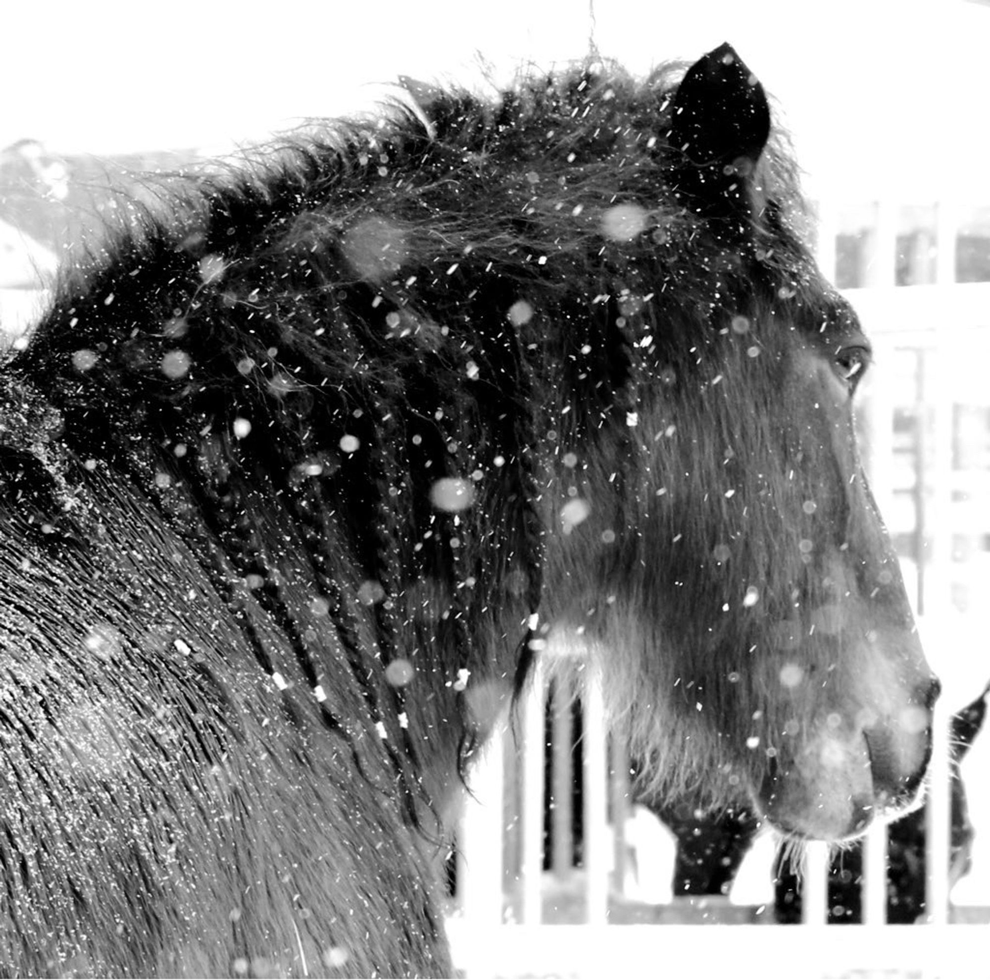 Zwart-Wit Portret van onze pony celtic in sneeuwbui