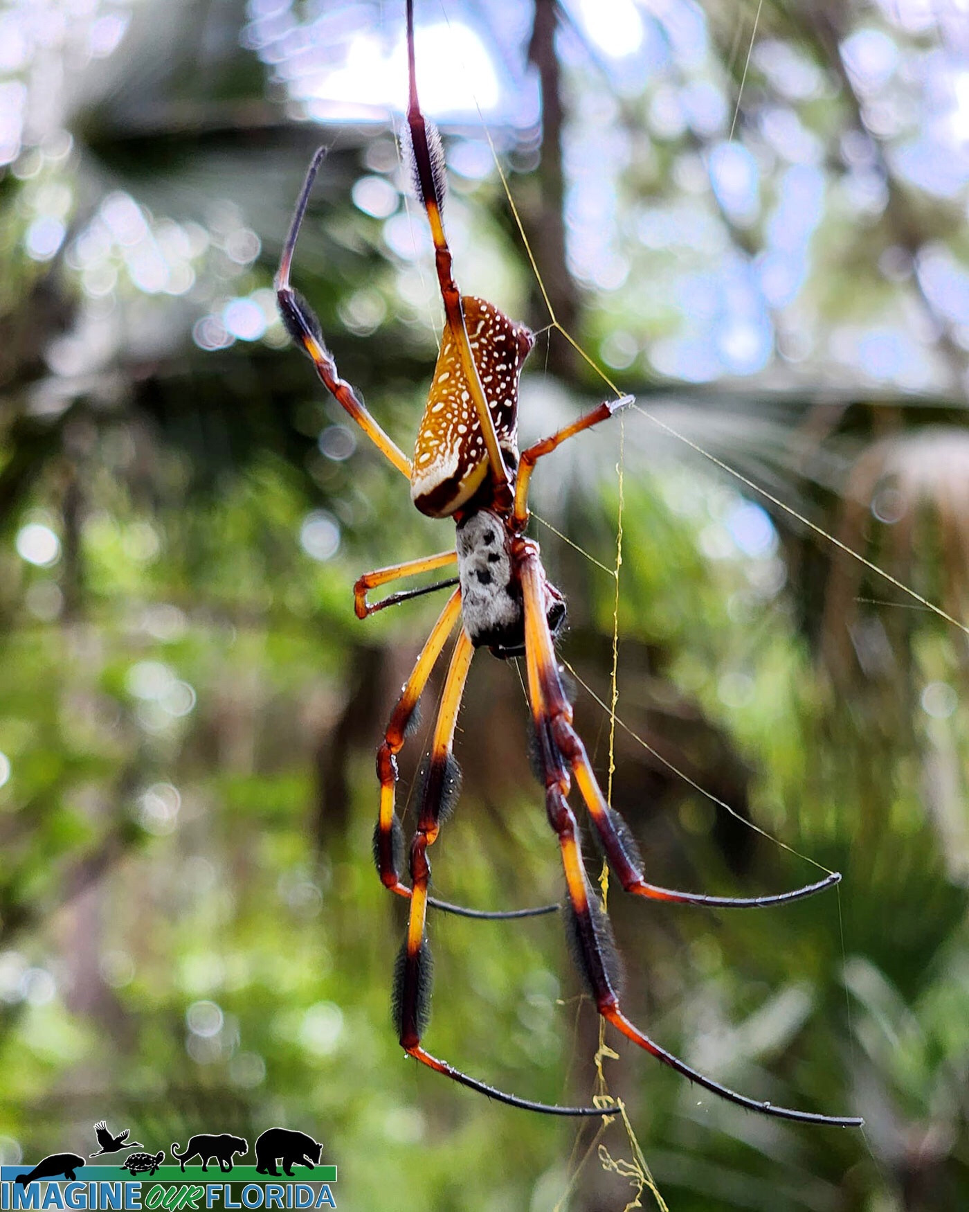 A side view of a female Golden orb-weaver spider