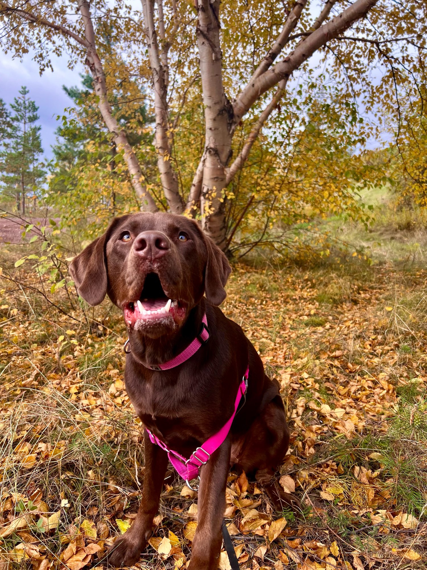 Image of chocolate Labrador retriever sitting in yellow autumn leaves 