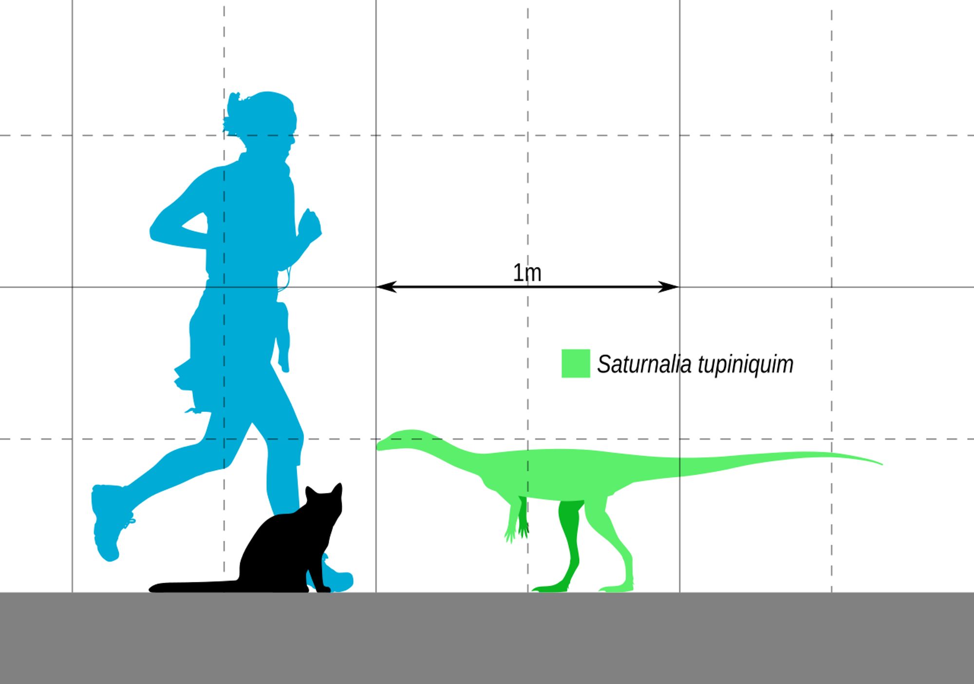 Diagrama em escala de 1 metro demonstrando o tamanho do dinossauro Saturnalia tupiniquim, pouco mais alto do que um gato doméstico, chegando a altura dos joelhos de um ser humano adulto, com 1,5 metro de comprimento aproximadamente