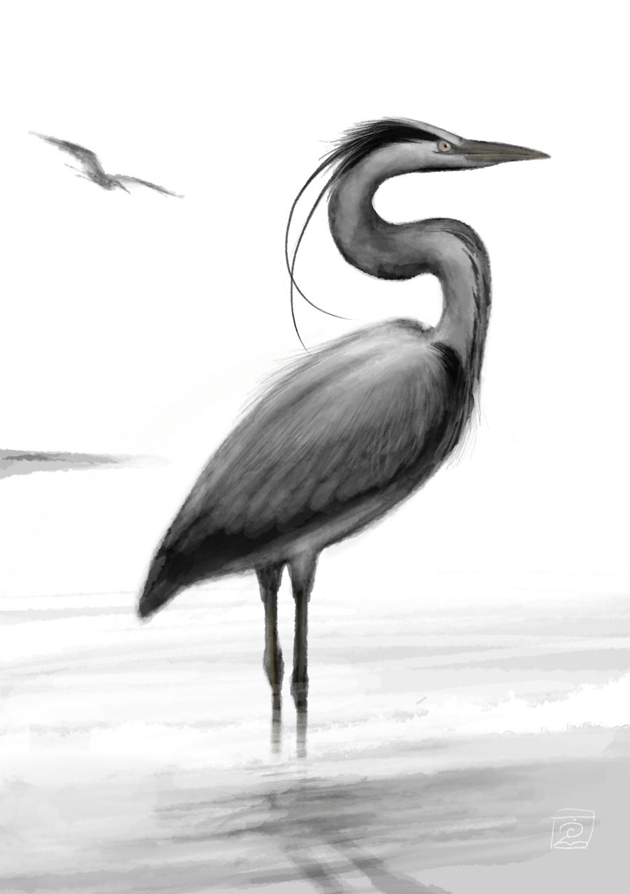 Grayscale Gray Heron