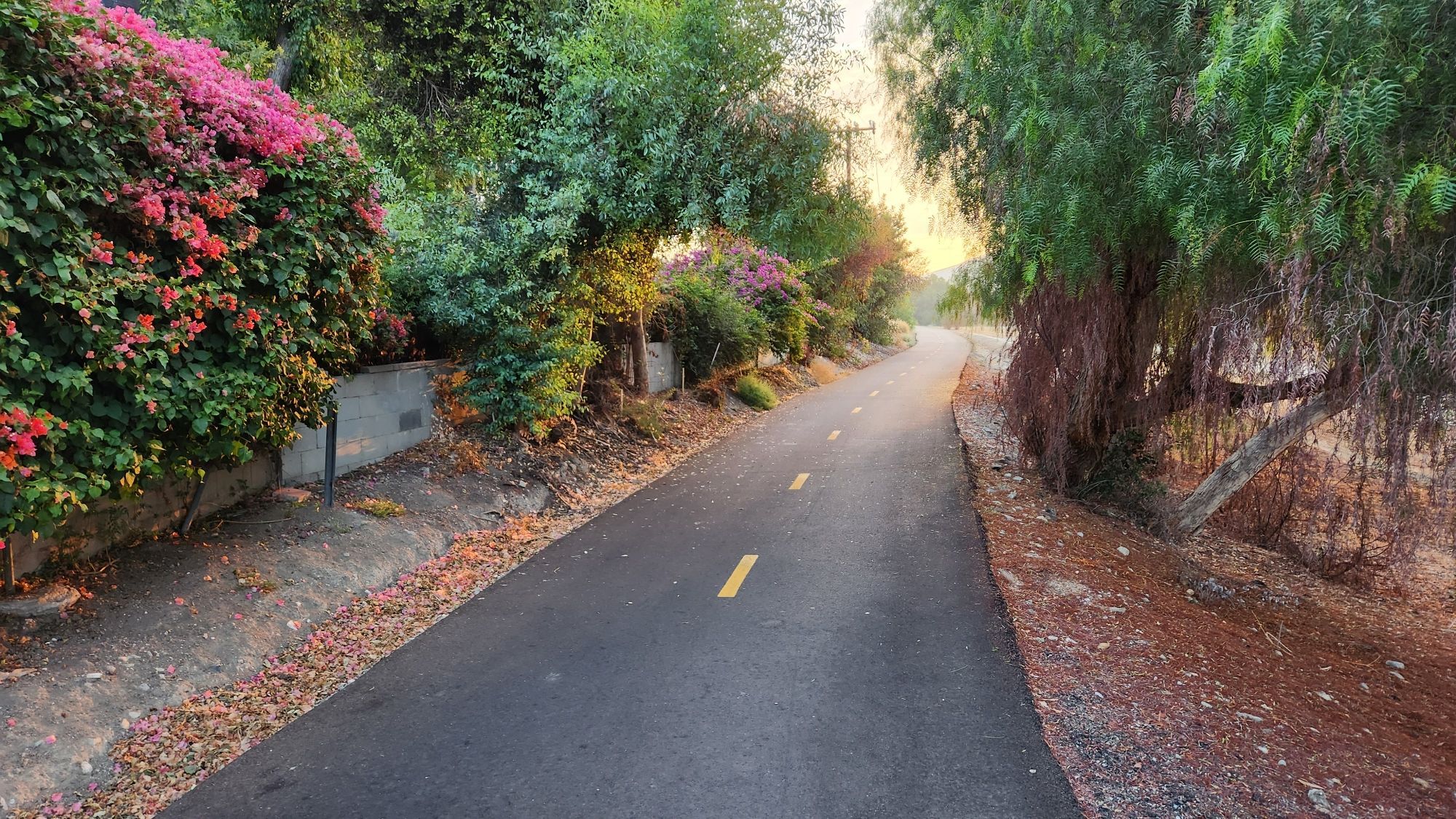 Mixed use bike path with vegetation on both sides, and sunlight bathes the asphalt as it banks right