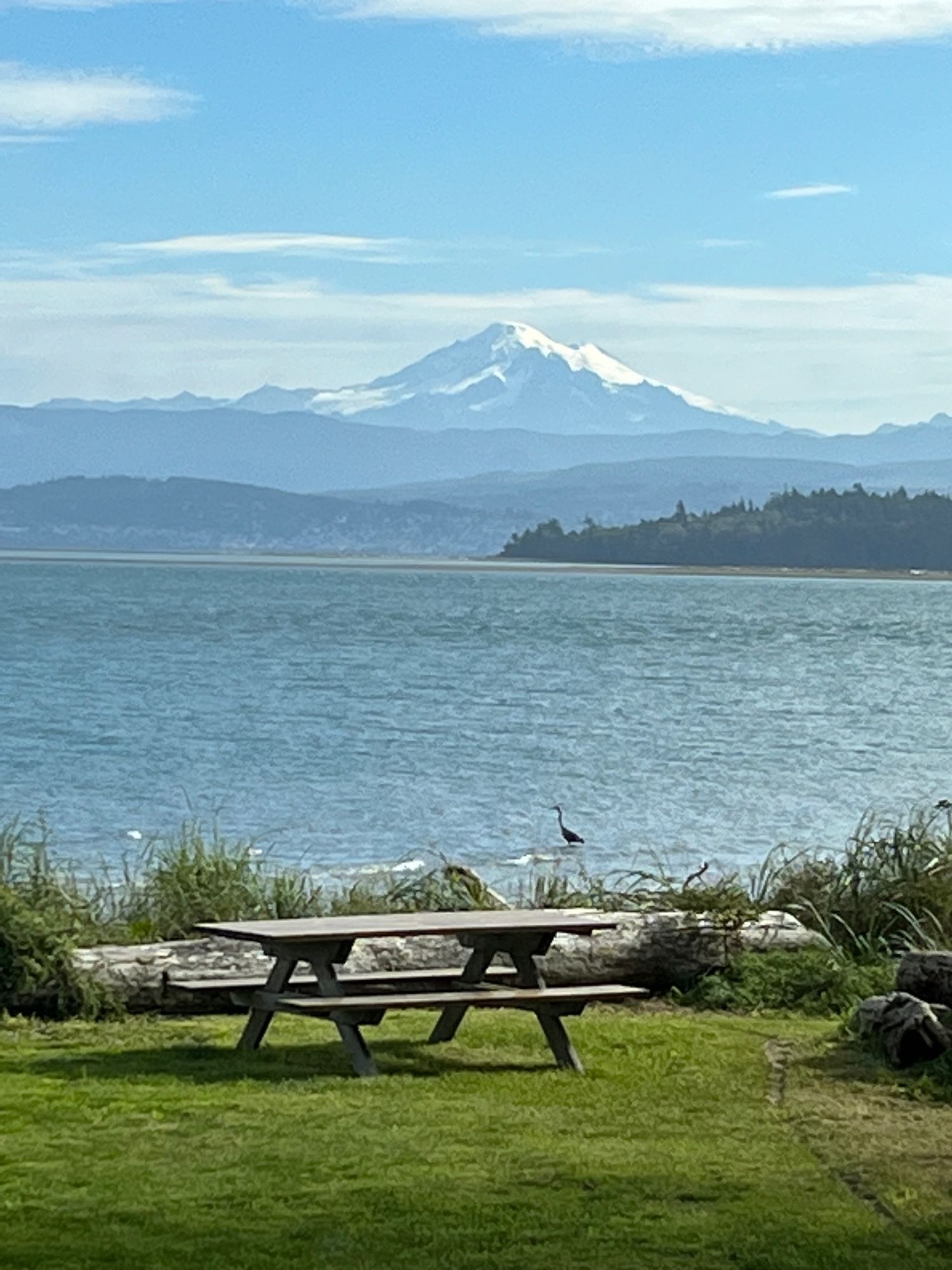 A great Blue Heron standing in the waves. Small Portage Island in the near distance and Mt Baker in the far distance.  All behind a picnic table on a green lawn.