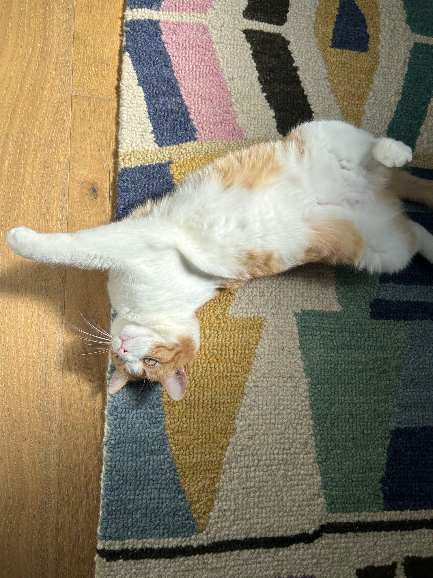 Ginger and white cat rolling over on rug, leggies in the air