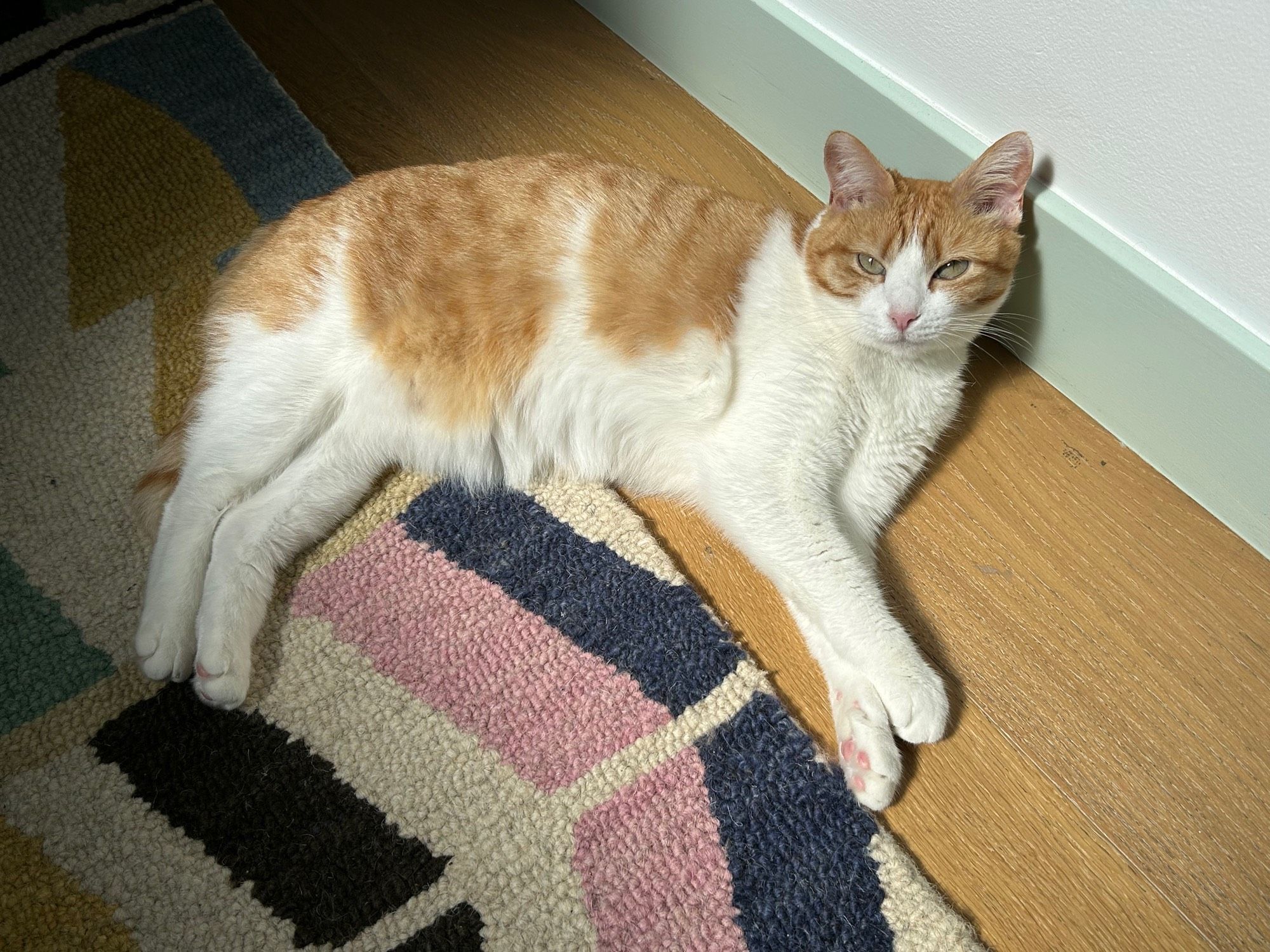 Ginger and white cat laying across a rug on a wood floor, leggies crosed.