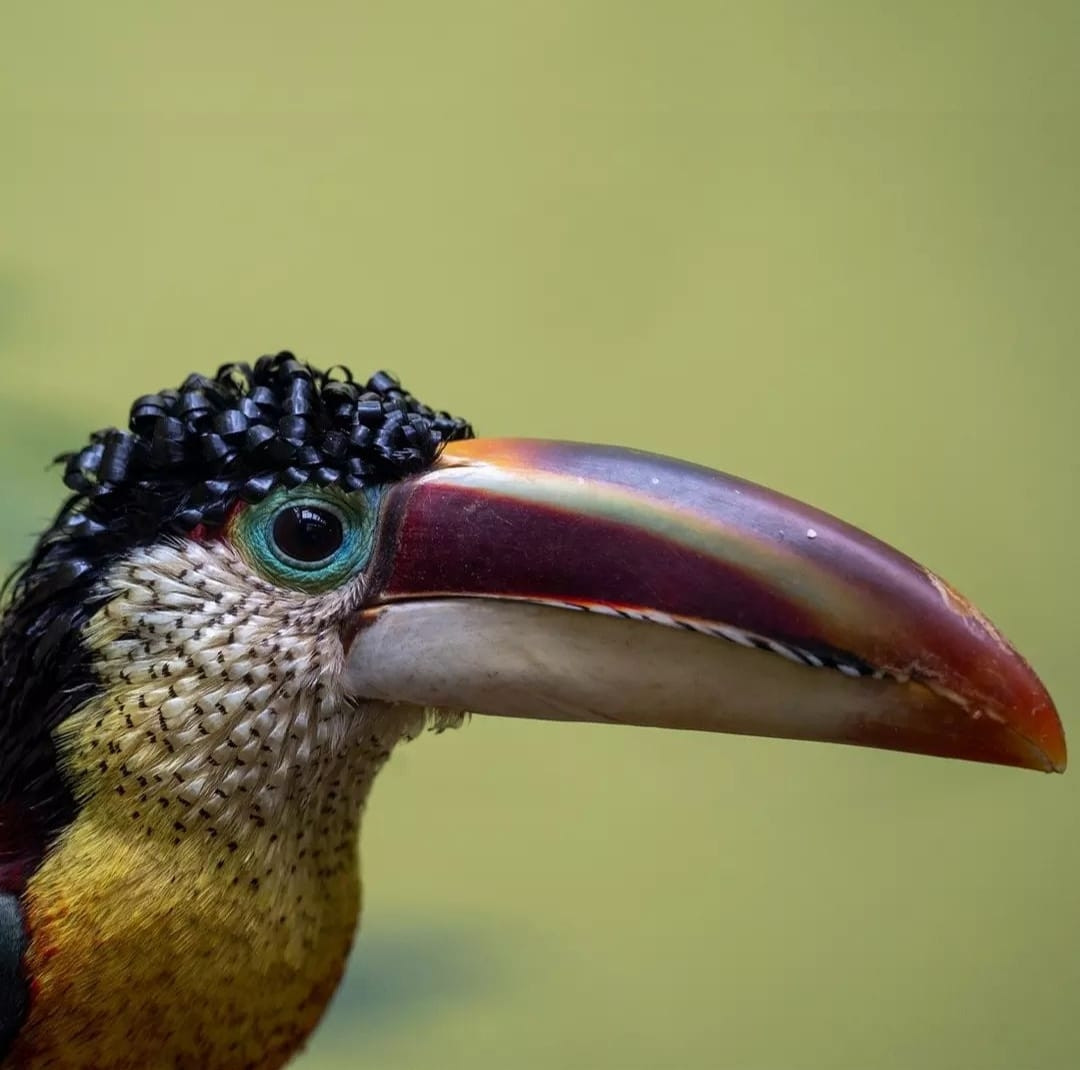 Toucan with curly head feathers.