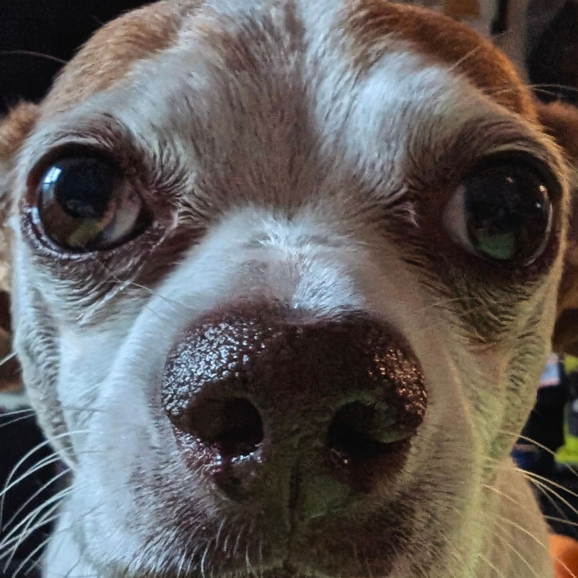 Closeup of a Chihuahua face with boggly eyes.