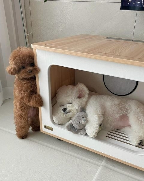 Fluffy white dogs sleeps inside a hollowed out retro tv and a brown fluffy dog stands against the outside of the retro tv