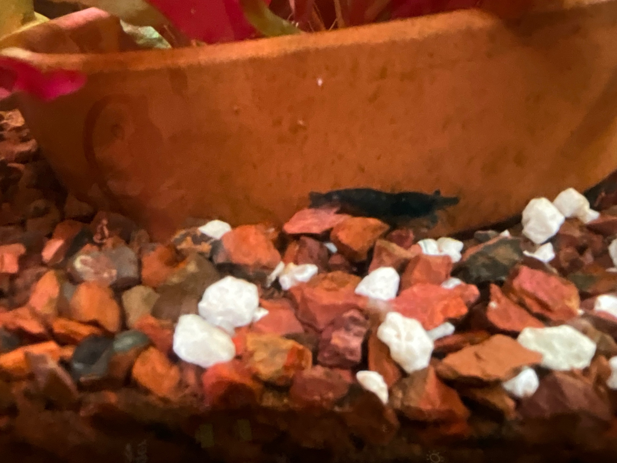 The substrate is red and rocky anf there's the top of a terracotta flowerpot int he background that is of a similar color. There is a small blue shrimp at the edge of the flowerpot.