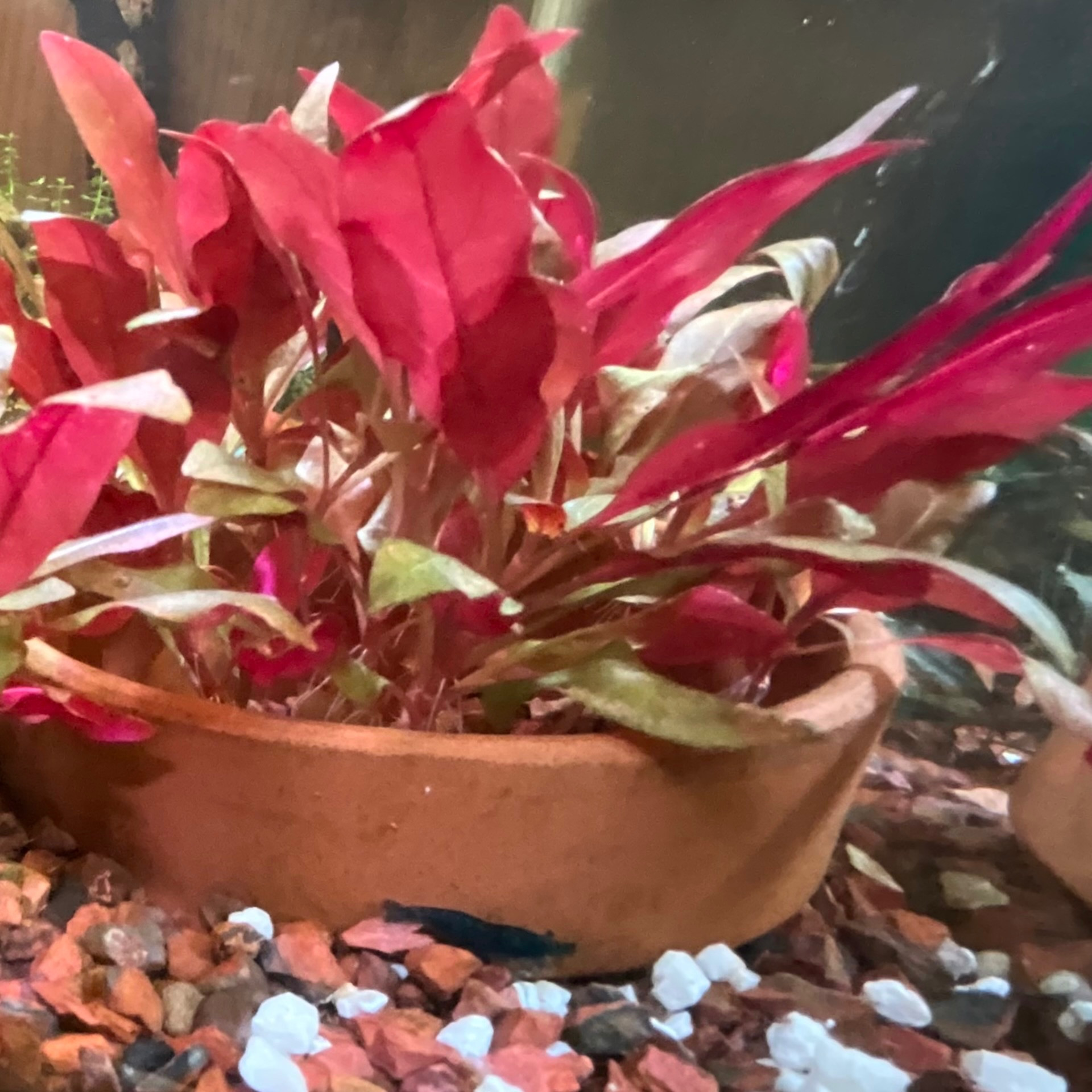 A submerged and half-buried flowerpot containing alernathera leaves which are red on the bottom and green on the top. Thereis a small red shrimp near where the flowerpot is buried. This is a wider-focused version of the last photo.