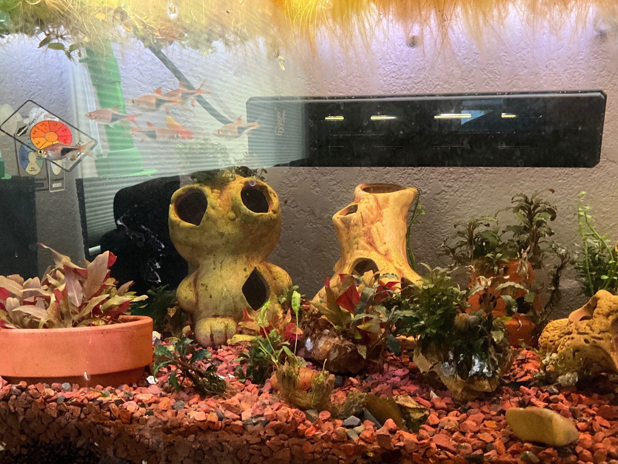 The interior of an aquarium. There is red gravel, a small number of aquarium plants (mostly alternathera and bucephelanda) and terra cotta driftwood and a homunculus. There are some fish, harlequin rasbora to be precise, clustered in the top left, but barely visible because of external glare. Both pictures are very similar.