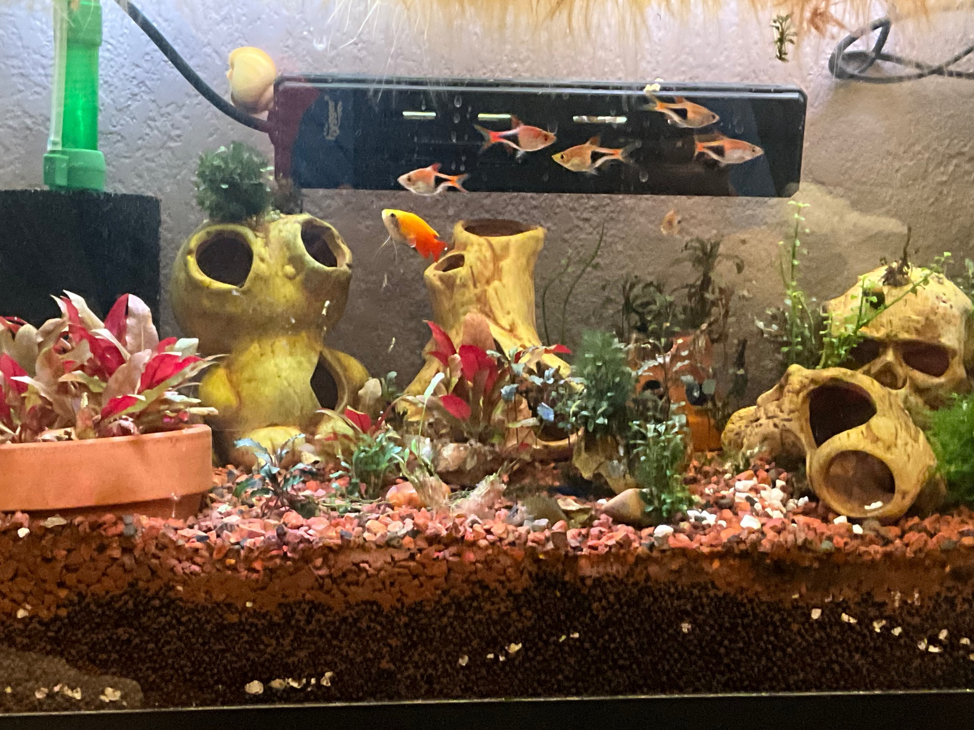 The inside of a fish tank. There are some harlequin rasbora swimming at mid-level and a sunset honey gourami. Also visible are a white mystery snail, some tiny shrimp, plants including althernathera, bucephelandra and bacopa, as well as terra-cotta driftwood, a terra cotta humunculus and a terra cotta skull